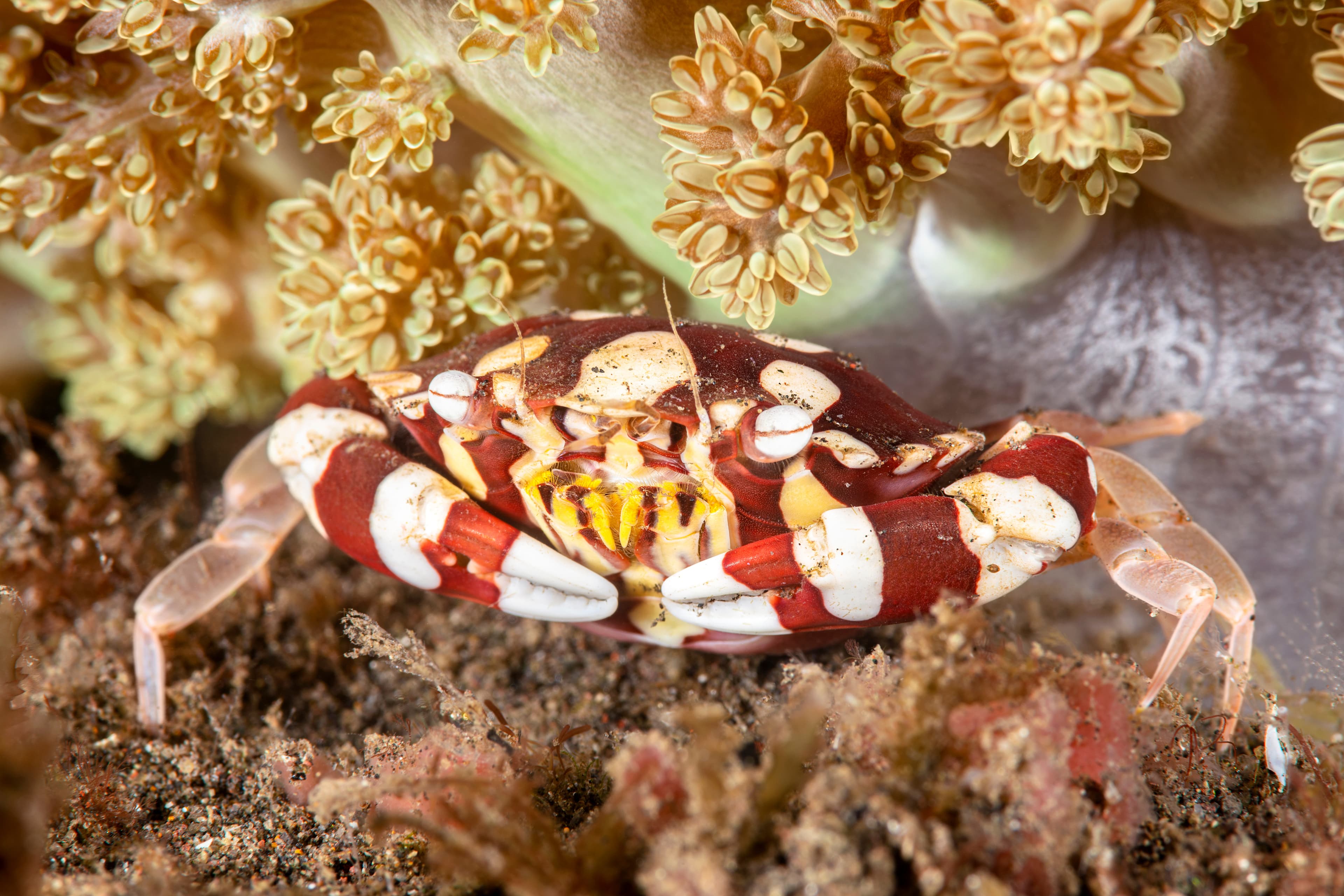 Harlequin Swimming Crab (Lissocarcinus Laevis)