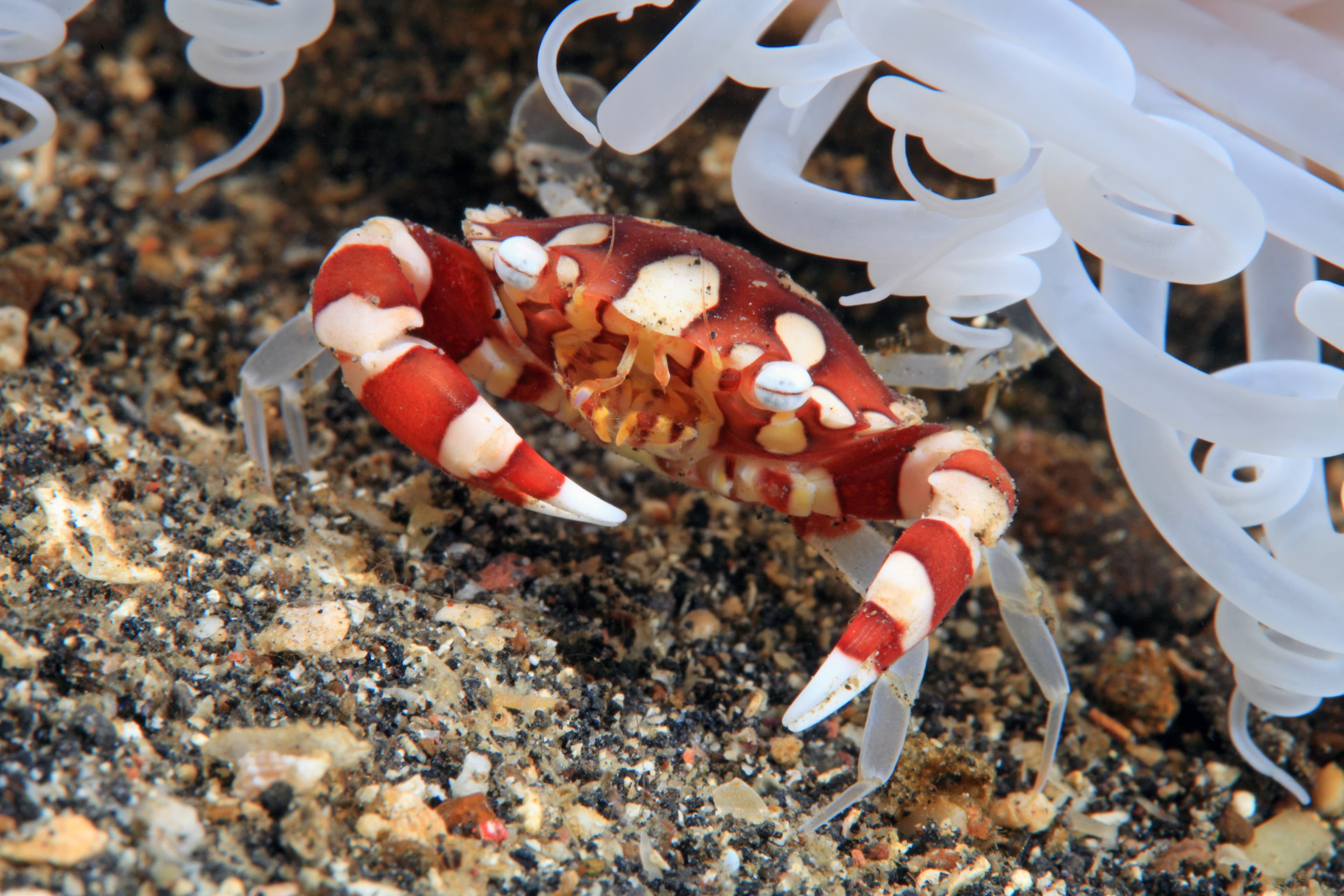 Harlequin Swimming Crab (Lissocarcinus Laevis)