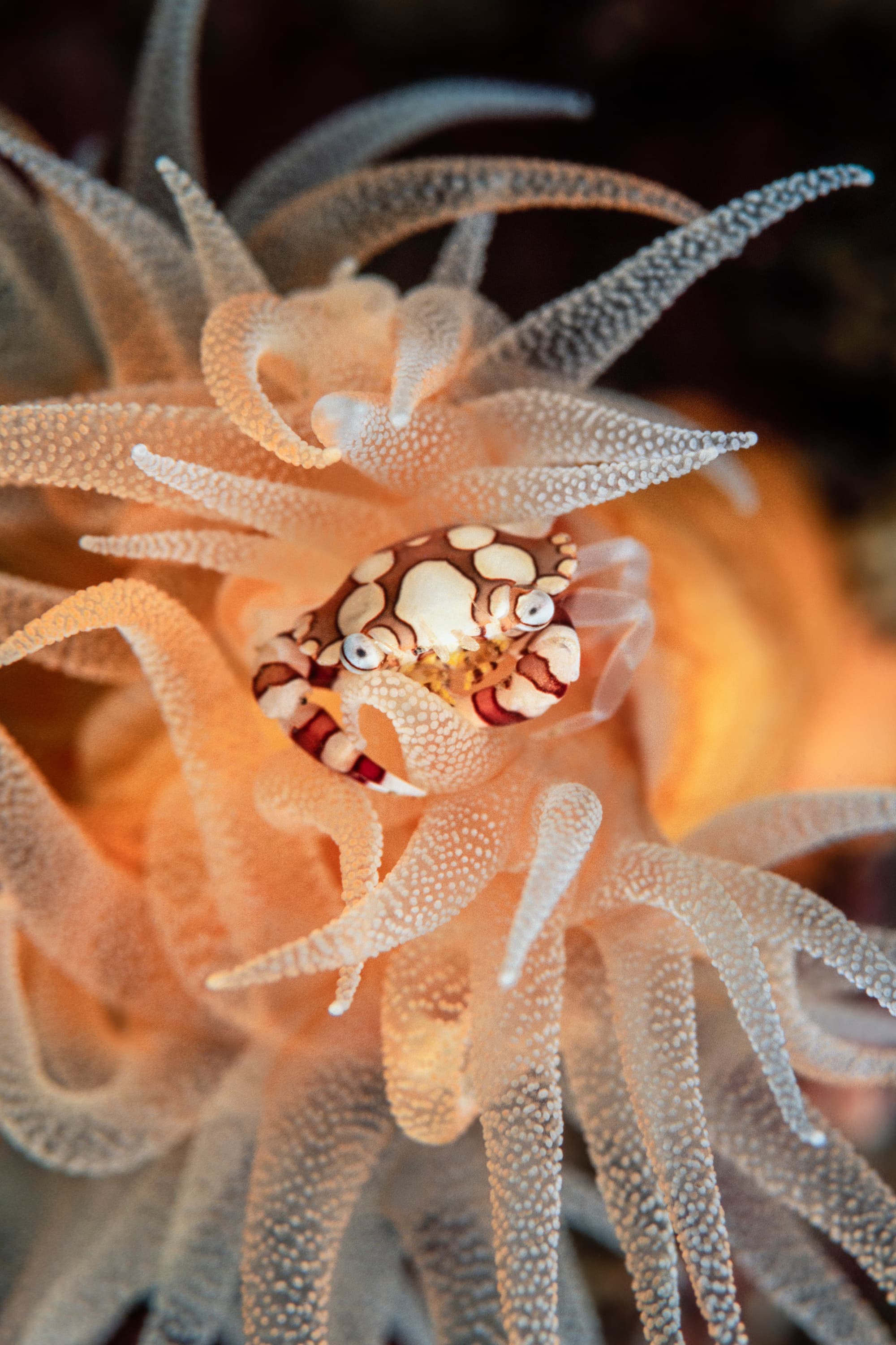 Harlequin Swimming Crab (Lissocarcinus Laevis), Lembeh Strait, Papua, Indonesia