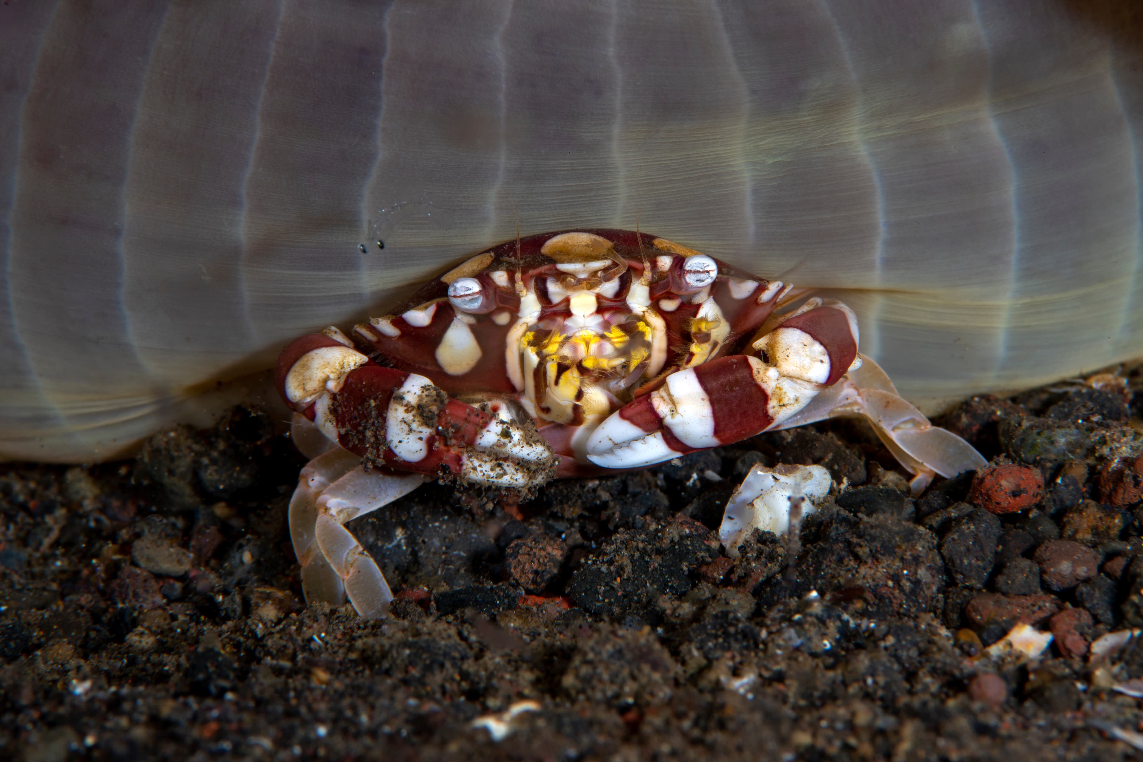 Harlequin Swimming Crab (Lissocarcinus Laevis) living in an anemone, Tulamben, Bali, Indonesia