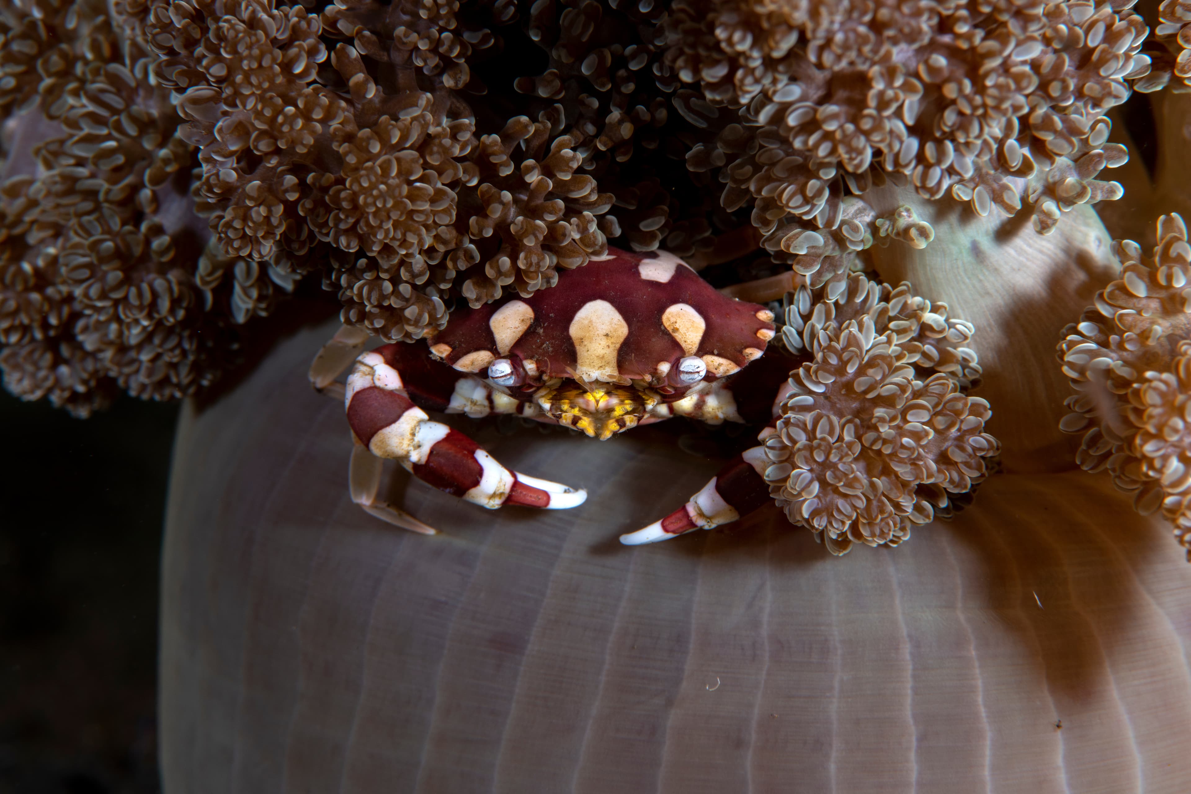 Harlequin Swimming Crab (Lissocarcinus Laevis) living in an anemone, Tulamben, Bali, Indonesia