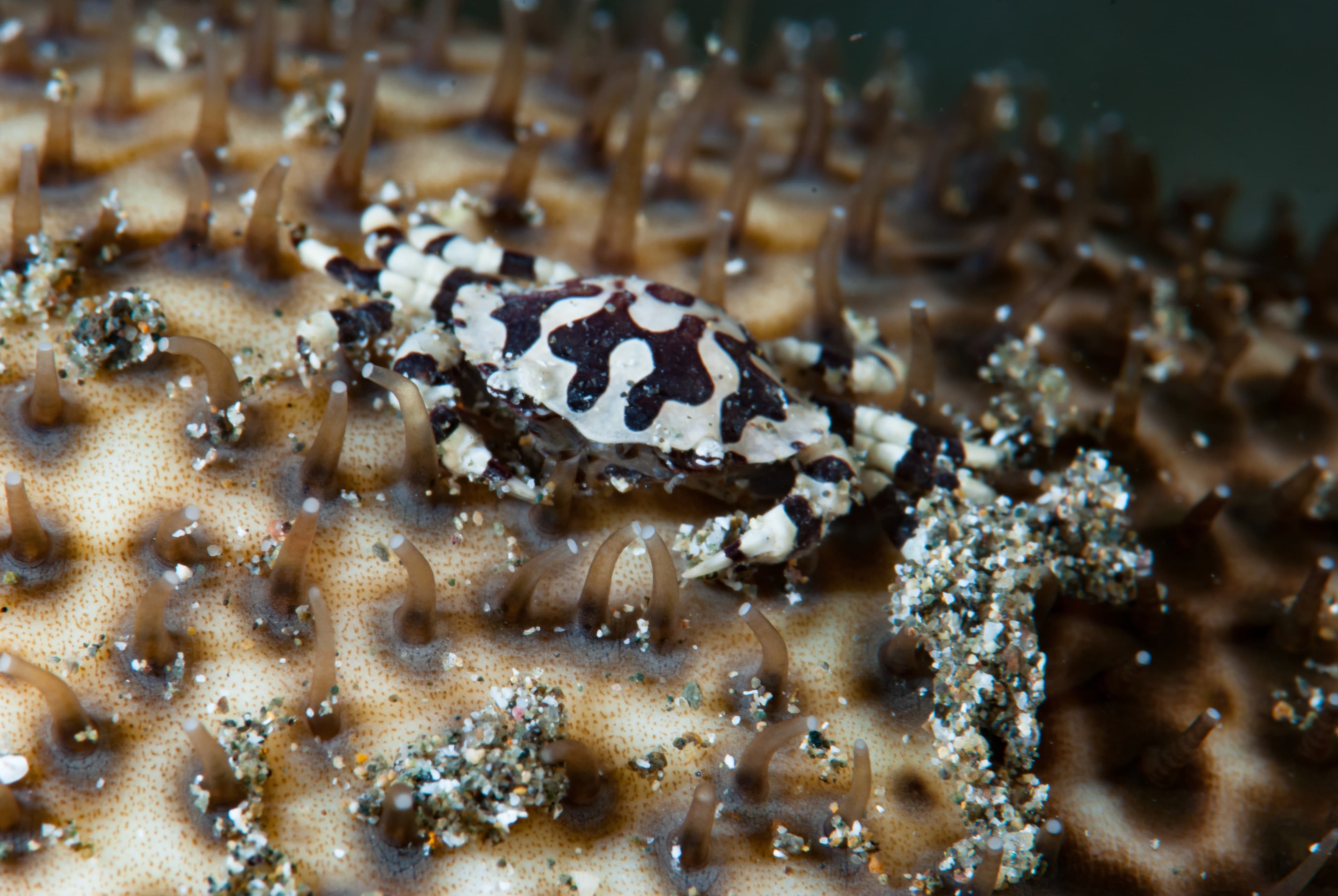 Sea Cucumber Swimming Crab (Lissocarcinus orbicularis)