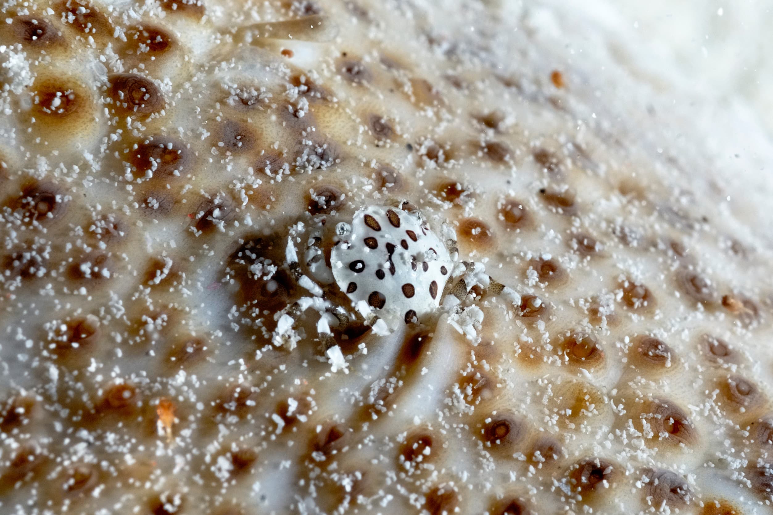 Sea Cucumber Swimming Crab (Lissocarcinus orbicularis)