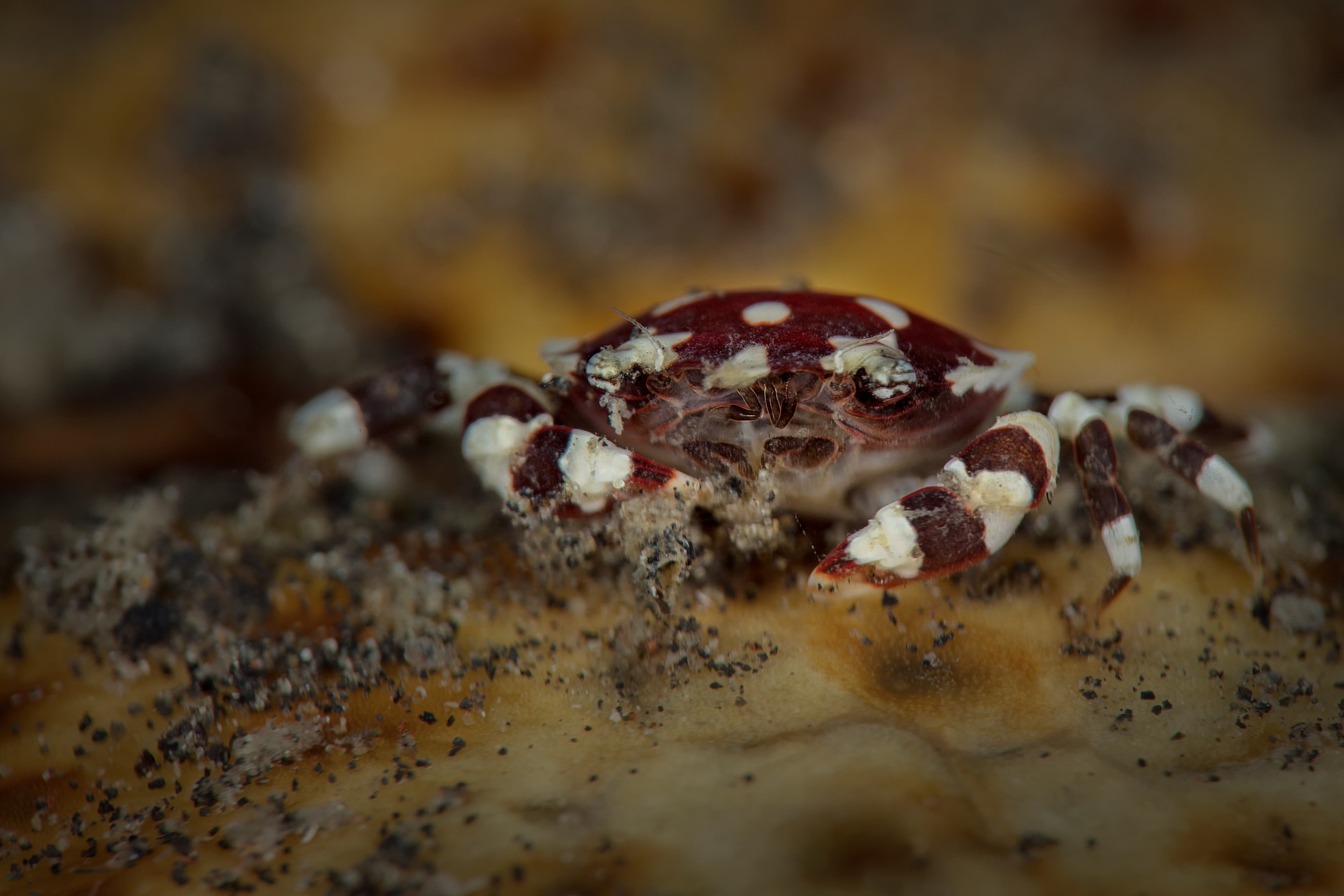 Sea Cucumber Swimming Crab (Lissocarcinus orbicularis) on sea cucumber, Lembeh Strait, Indonesia