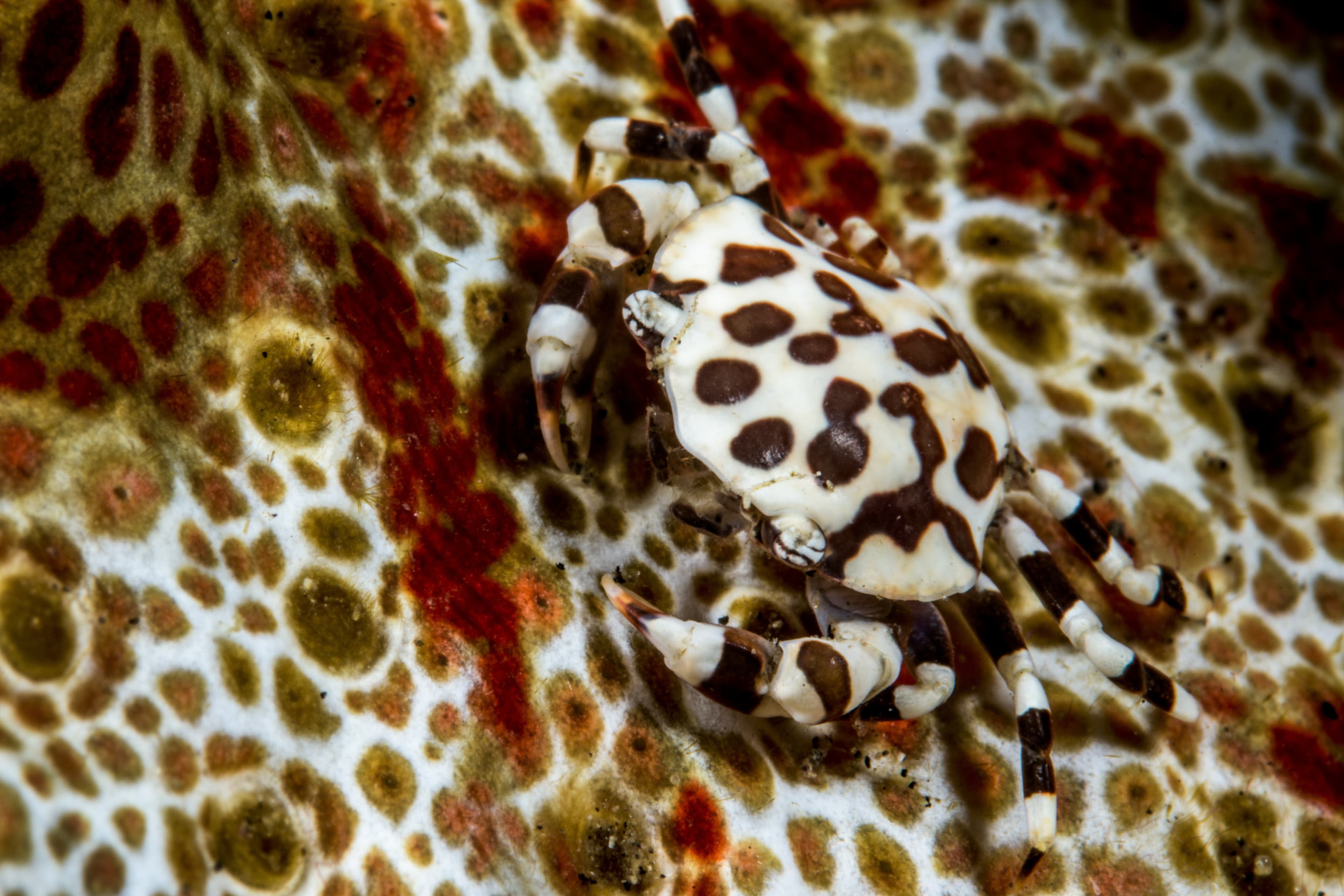 Sea Cucumber Swimming Crab (Lissocarcinus orbicularis) living on a sea cucumber