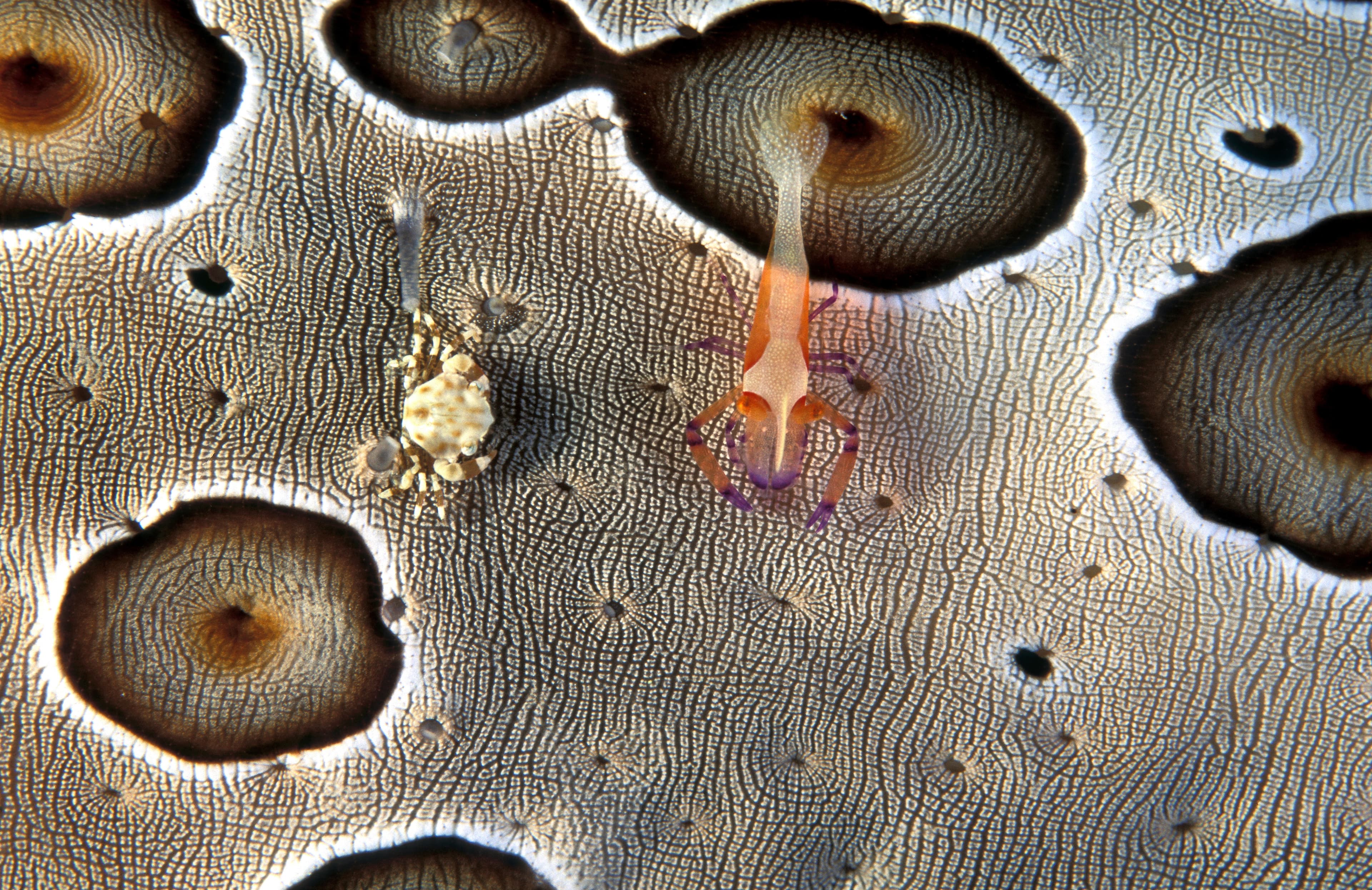 Emperor Shrimp (Periclimenes imperator) and Sea Cucumber Swimming Crab (Lissocarcinus orbicularis) living on a Leopard Sea Cucumber (Bohadschia argus), Sulawesi Indonesia