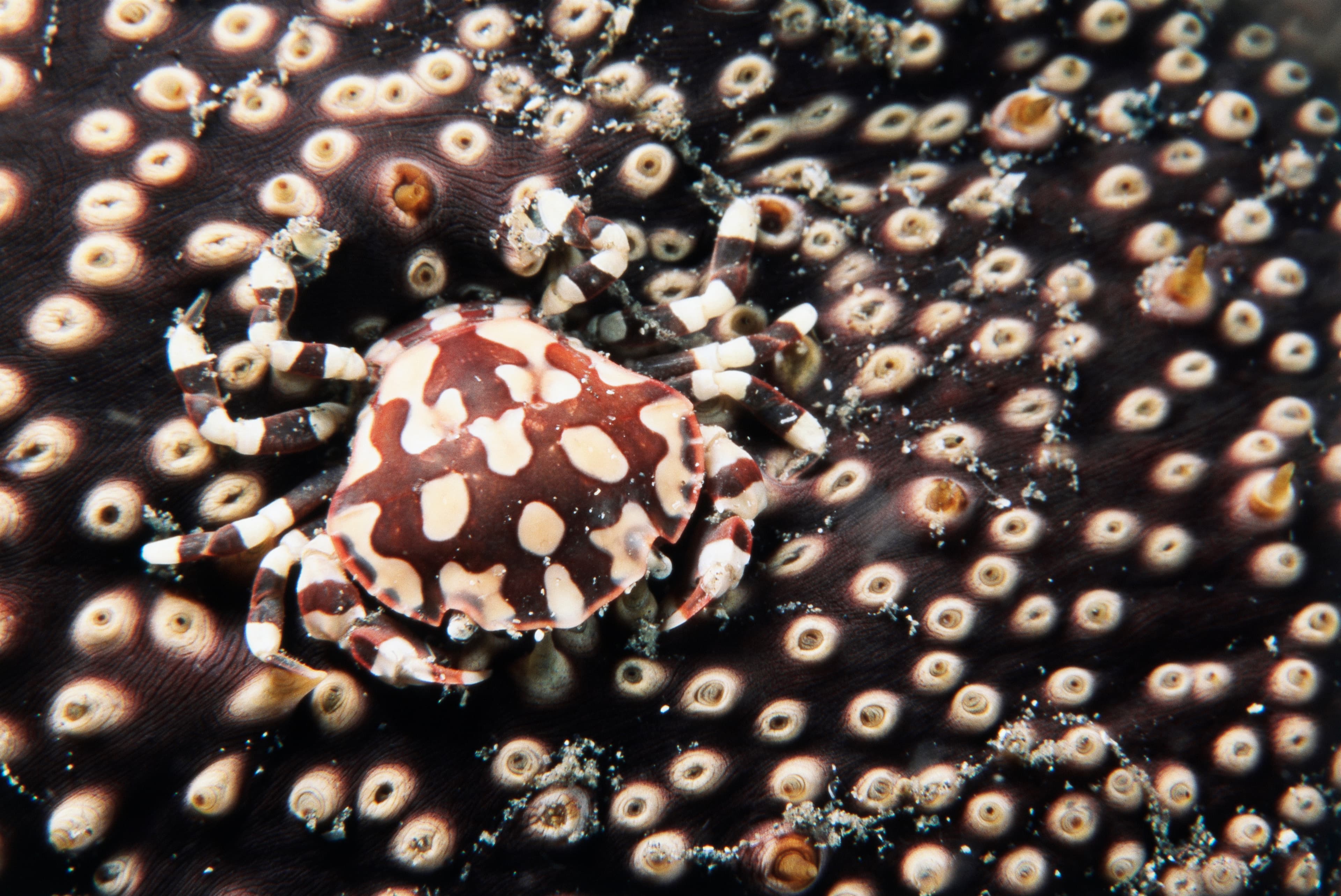 Sea Cucumber Swimming Crab (Lissocarcinus orbicularis) on Marbled Sea Cucumber (Bohadschia marmorata), Indonesia