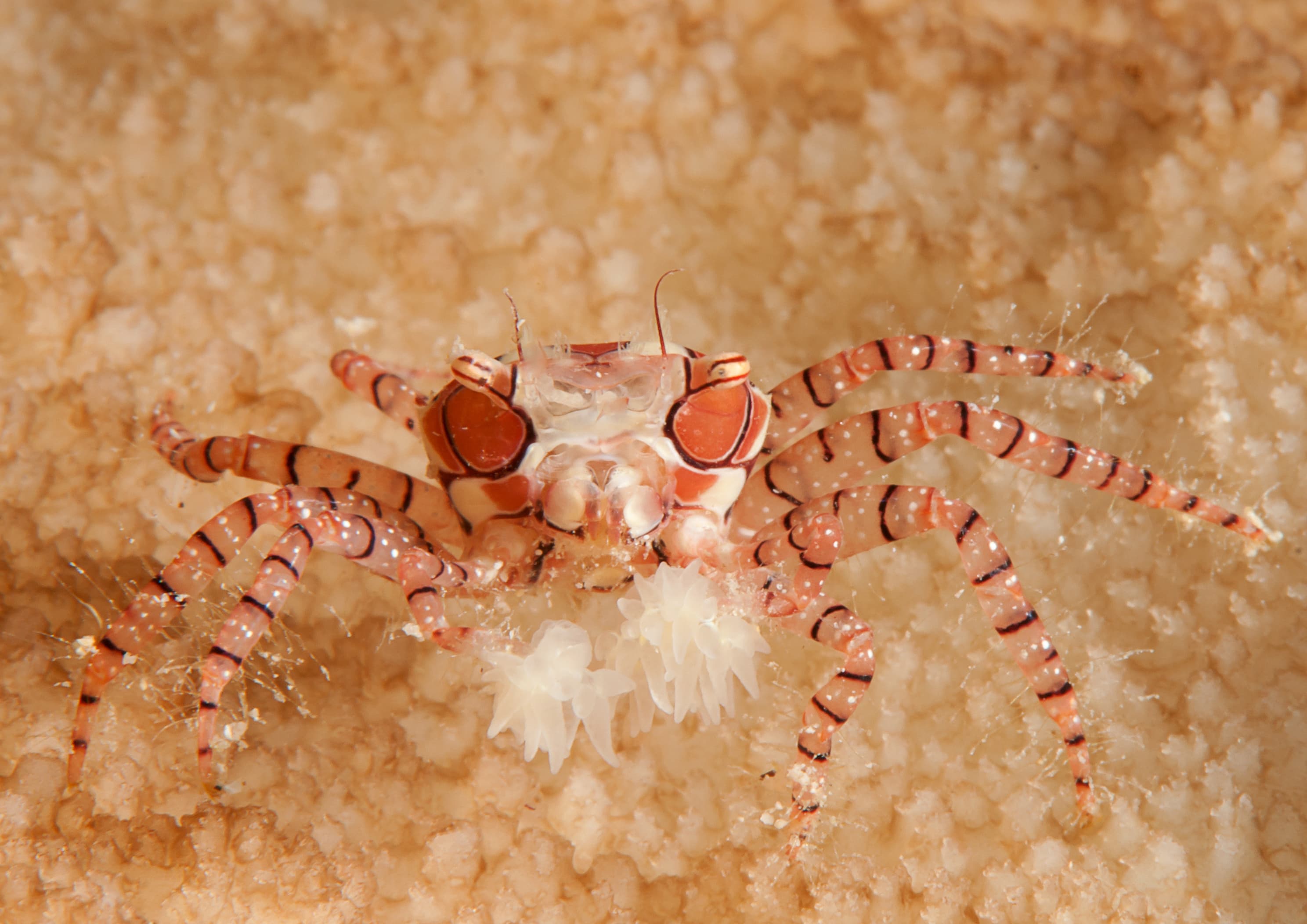 Pom-pom Crab (Lybia tessellata), Bali, Indonesia