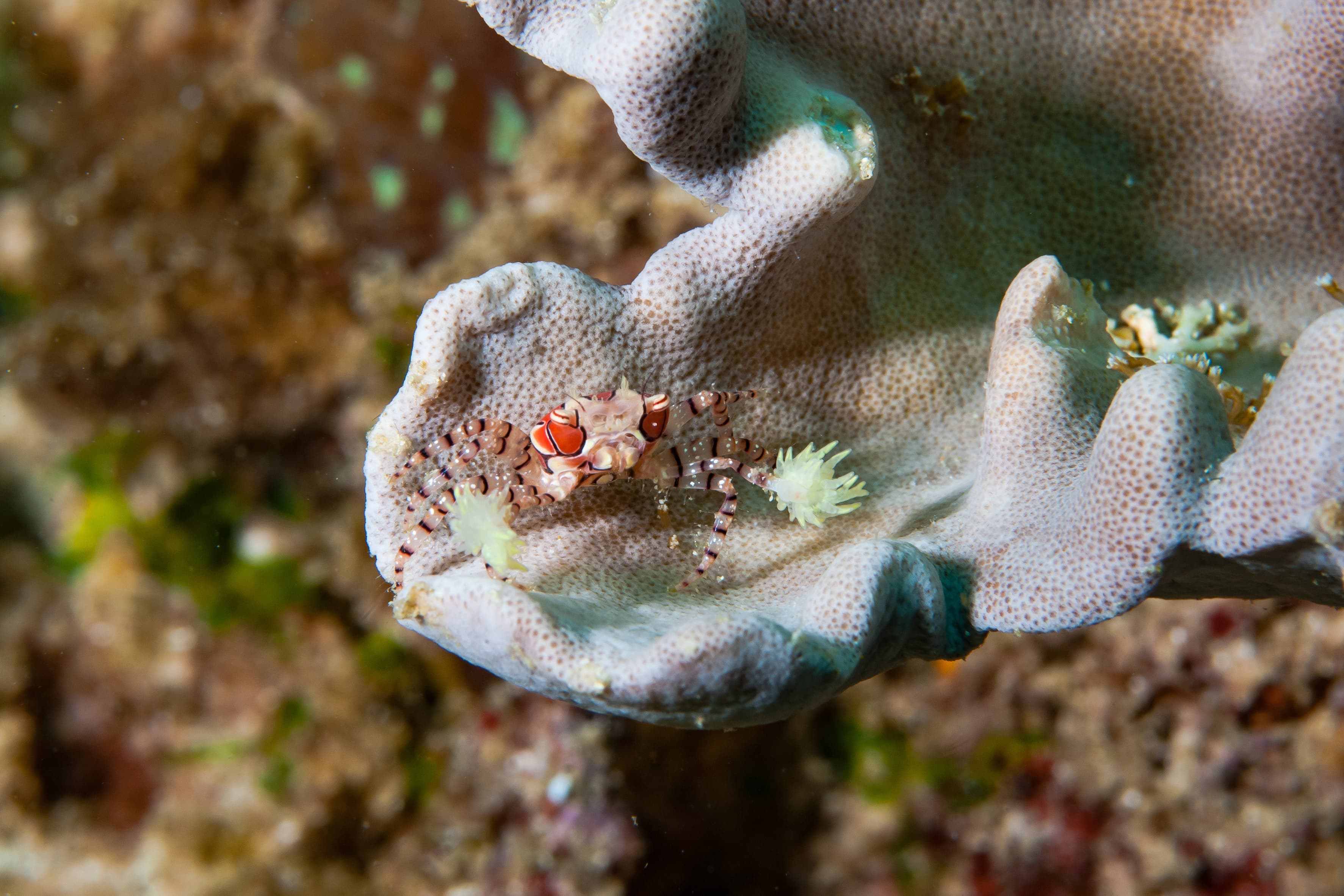 Pom-pom Crab (Lybia tessellata)