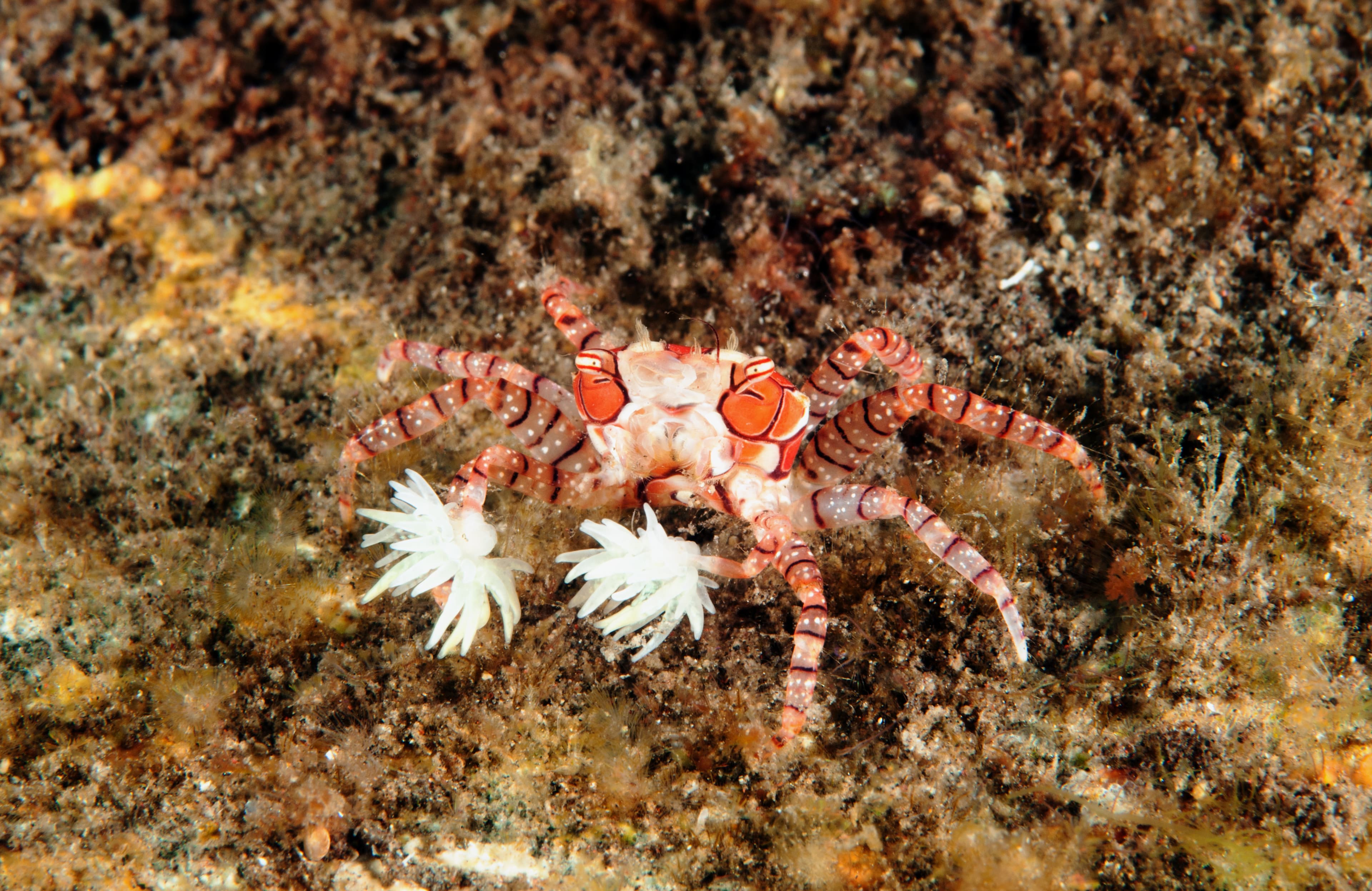 Pom-pom Crab (Lybia tessellata), Bali, Indonesia