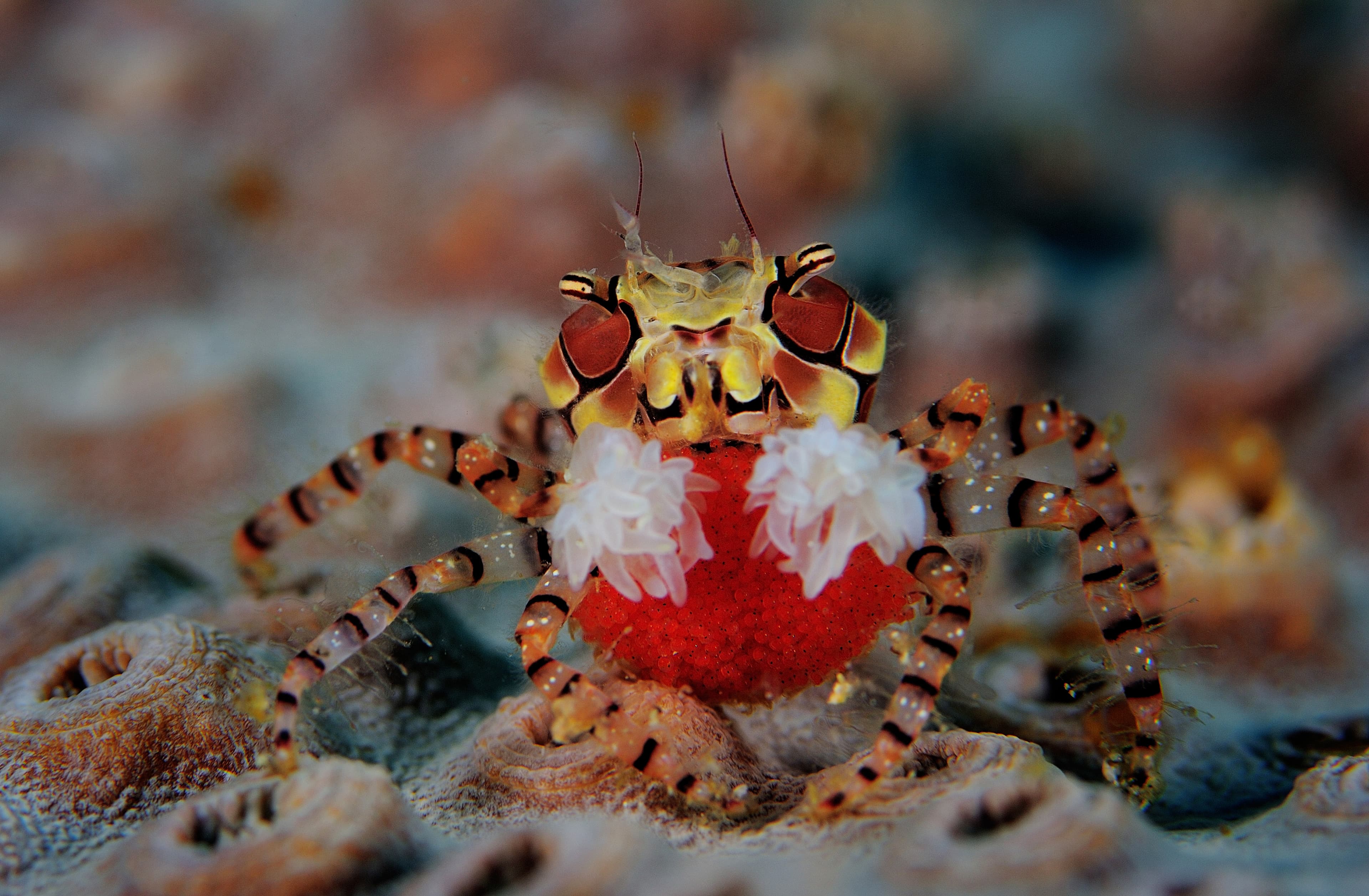 Pom-pom Crab (Lybia tessellata) with eggs