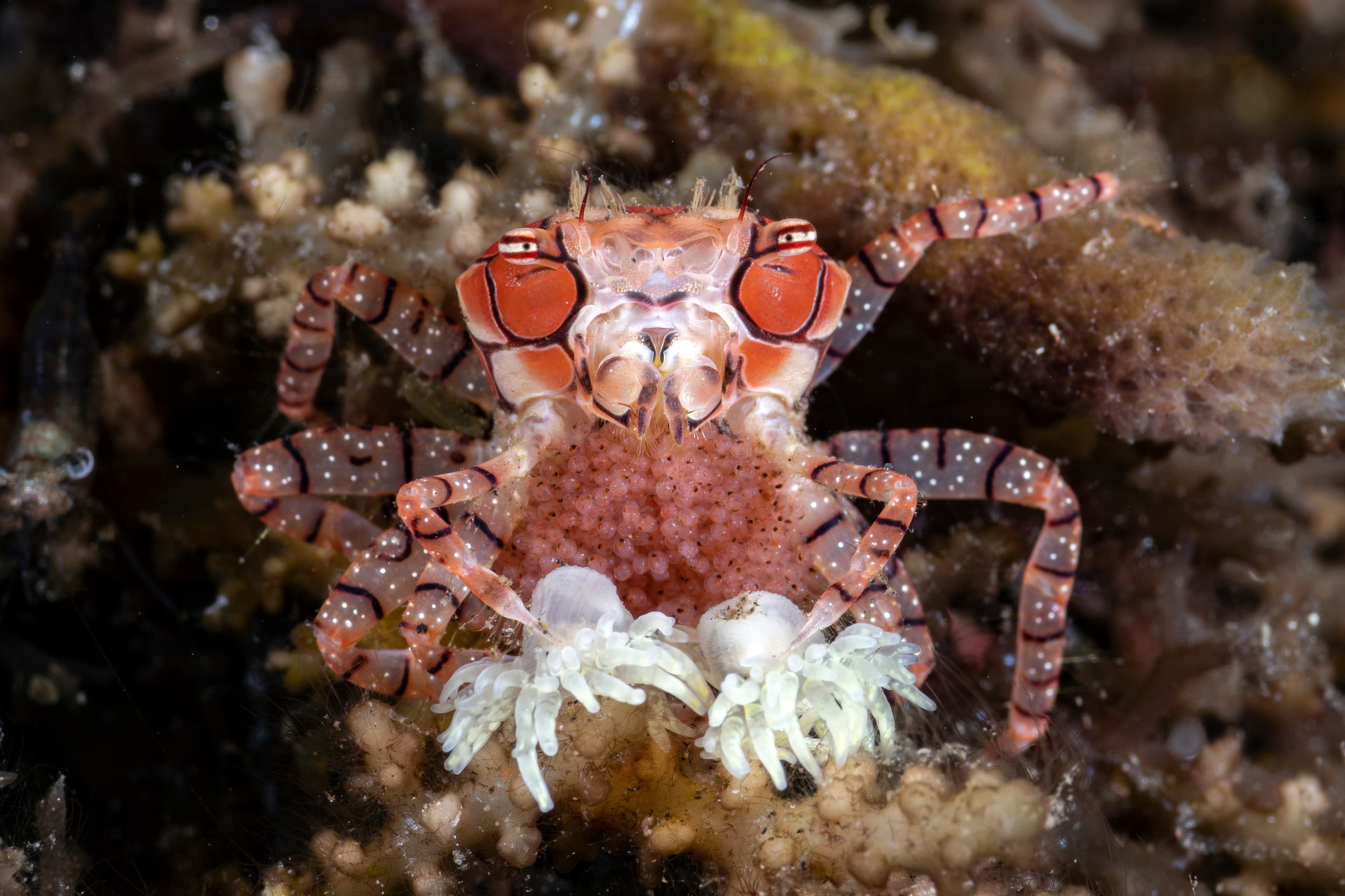 Pom-pom Crab (Lybia tessellata) with eggs, Tulamben, Bali, Indonesia