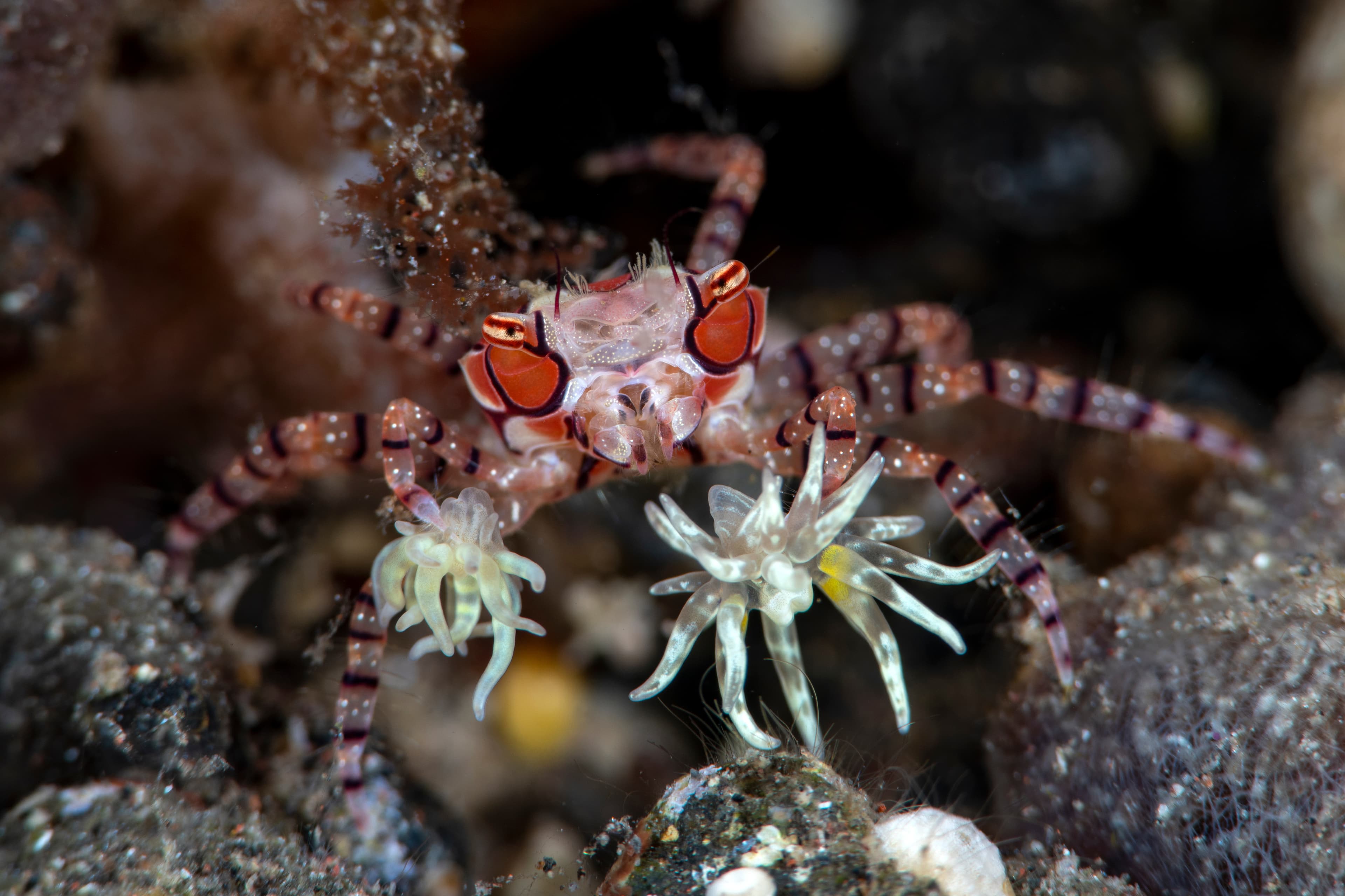 Pom-pom Crab (Lybia tessellata), Tulamben, Bali, Indonesia