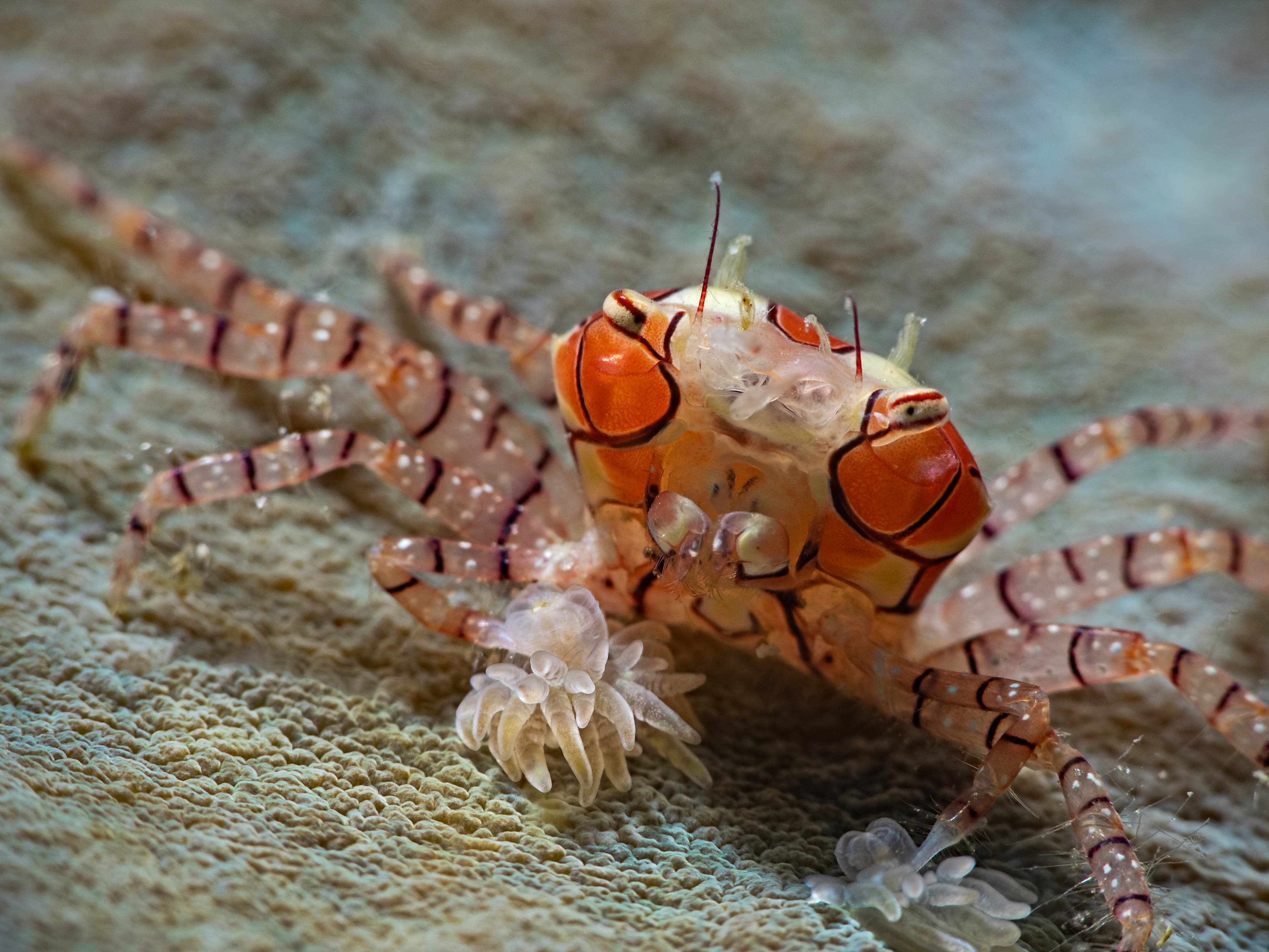 Pom-pom Crab (Lybia tessellata)