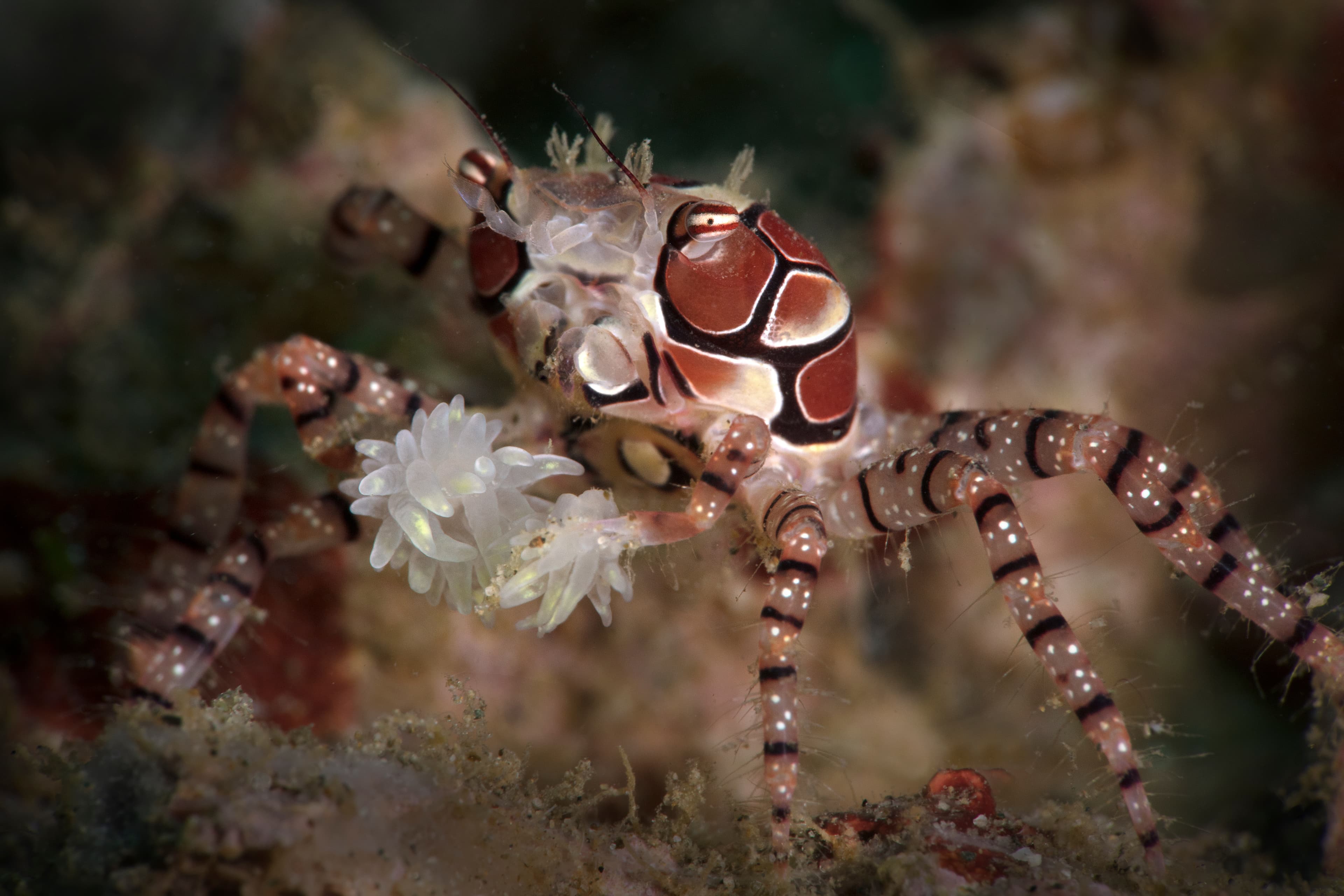 Pom-pom Crab (Lybia tessellata), Ambon, Indonesia