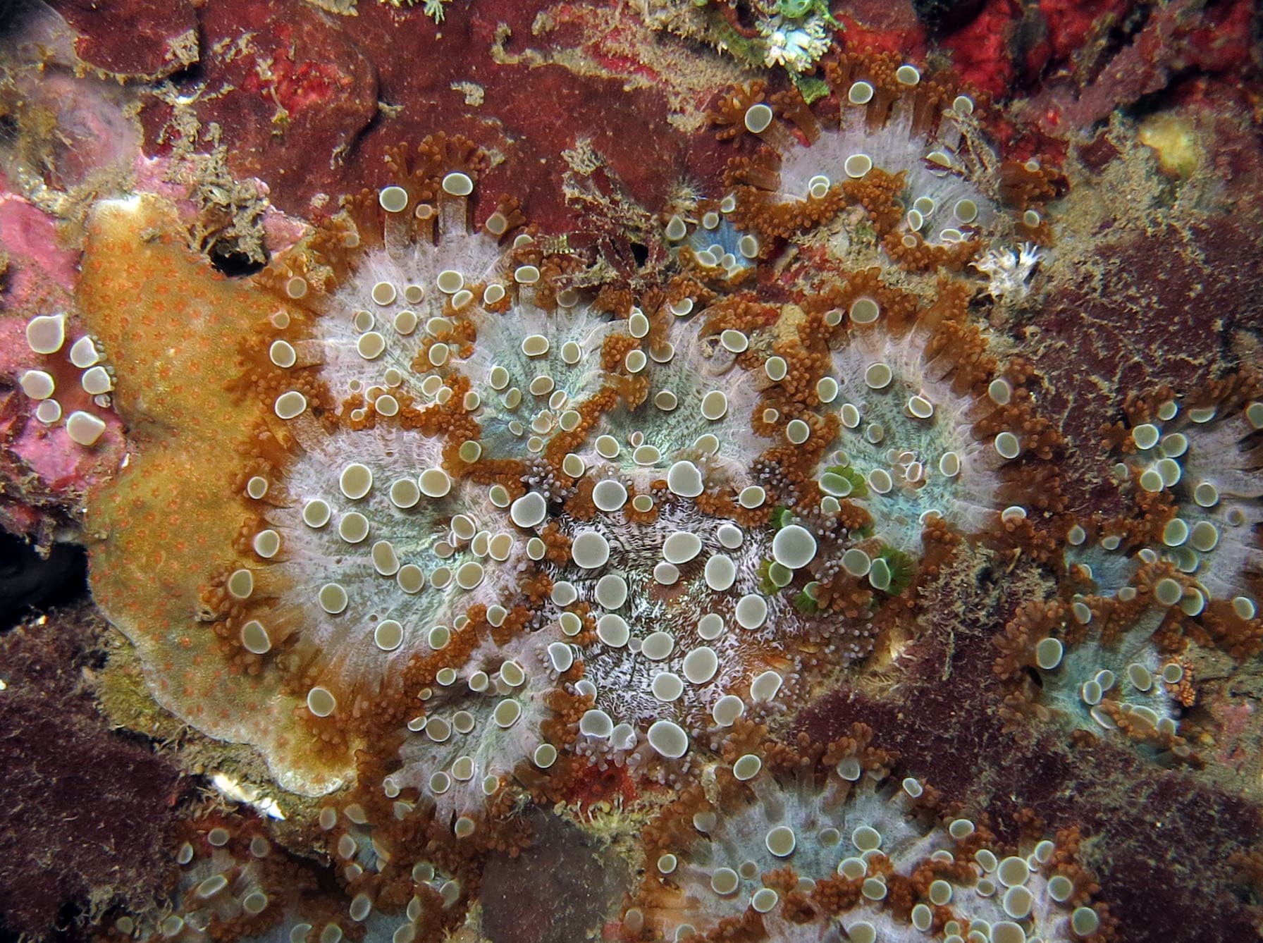 Prolific Anemones (Triactis producta), Sangeang Island, Indonesia