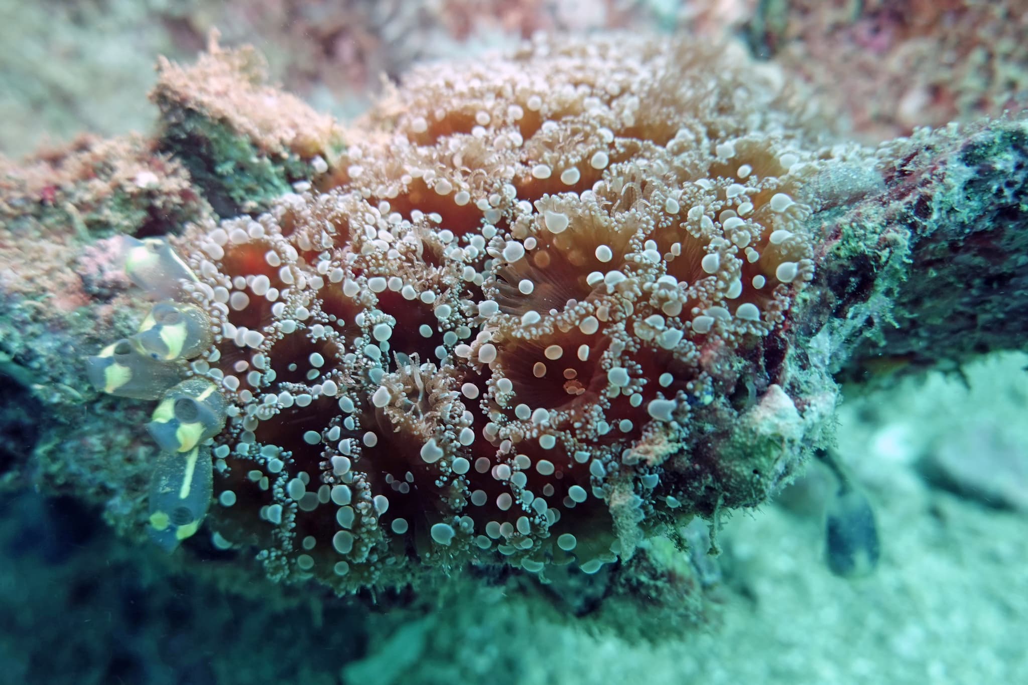 Prolific Anemones (Triactis producta), Exmouth, Australia