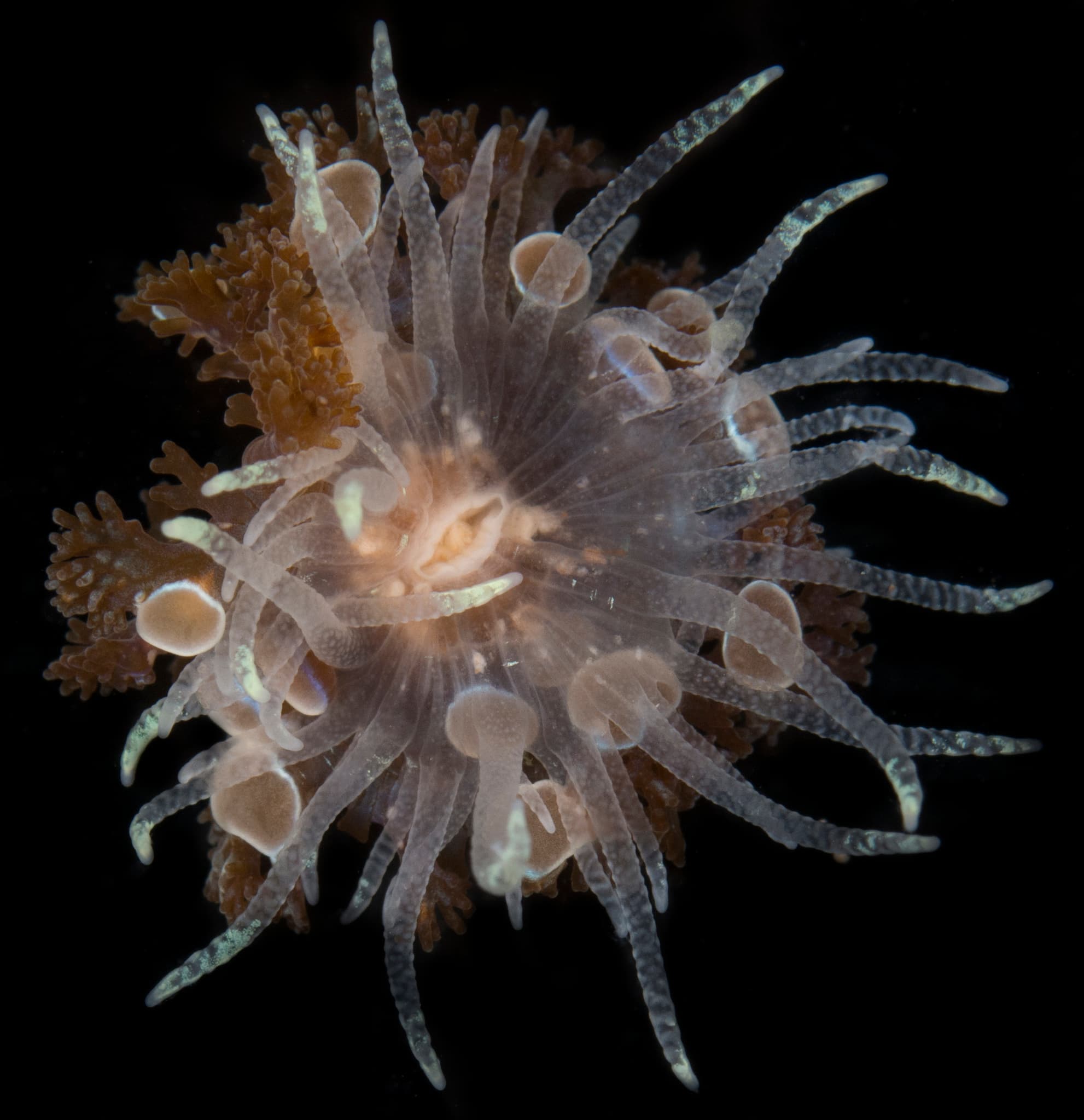 Prolific Anemone (Triactis producta), Waikane, Hawaii