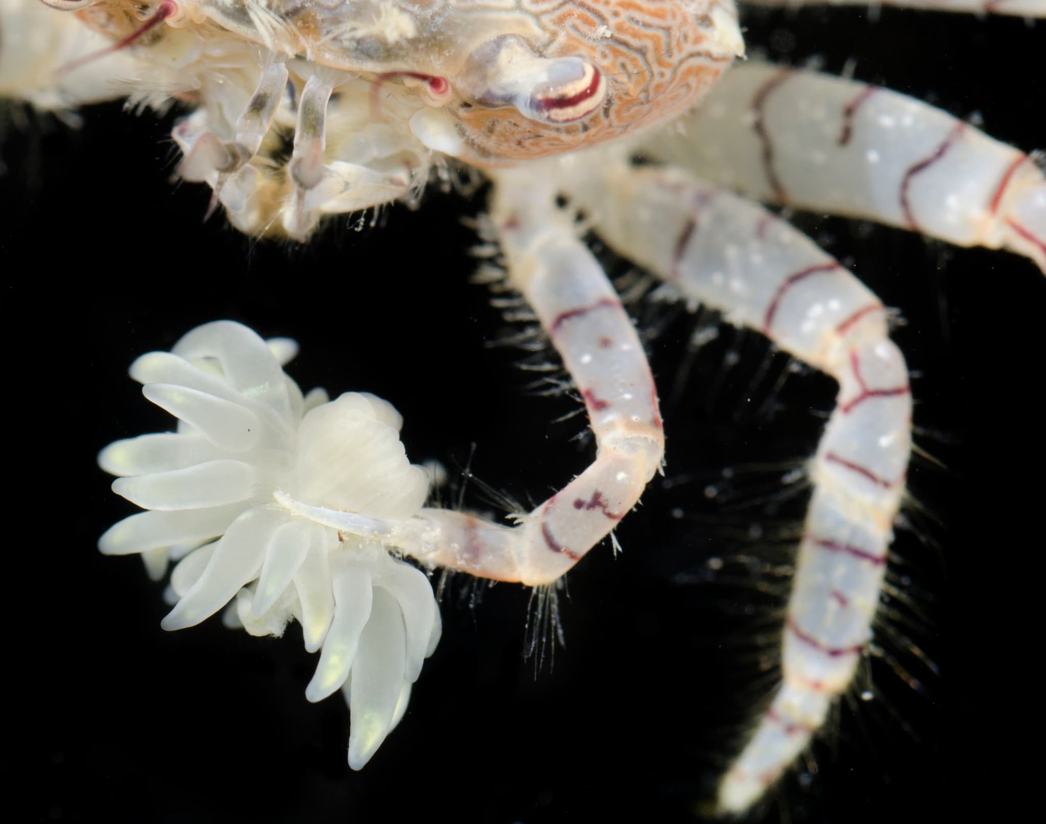 Boxer Crab carrying Prolific Anemone (Triactis producta), Waikane, Hawaii