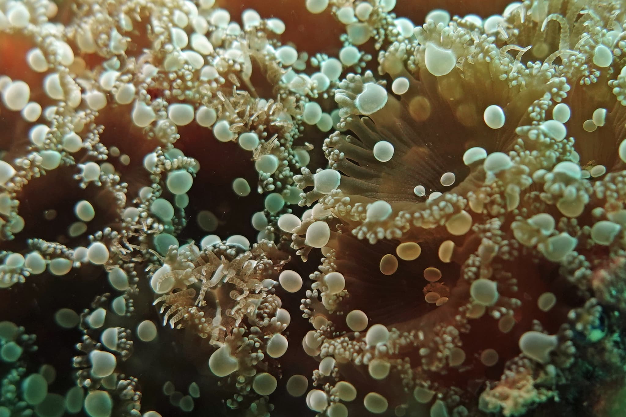 Prolific Anemones (Triactis producta), Exmouth, Australia