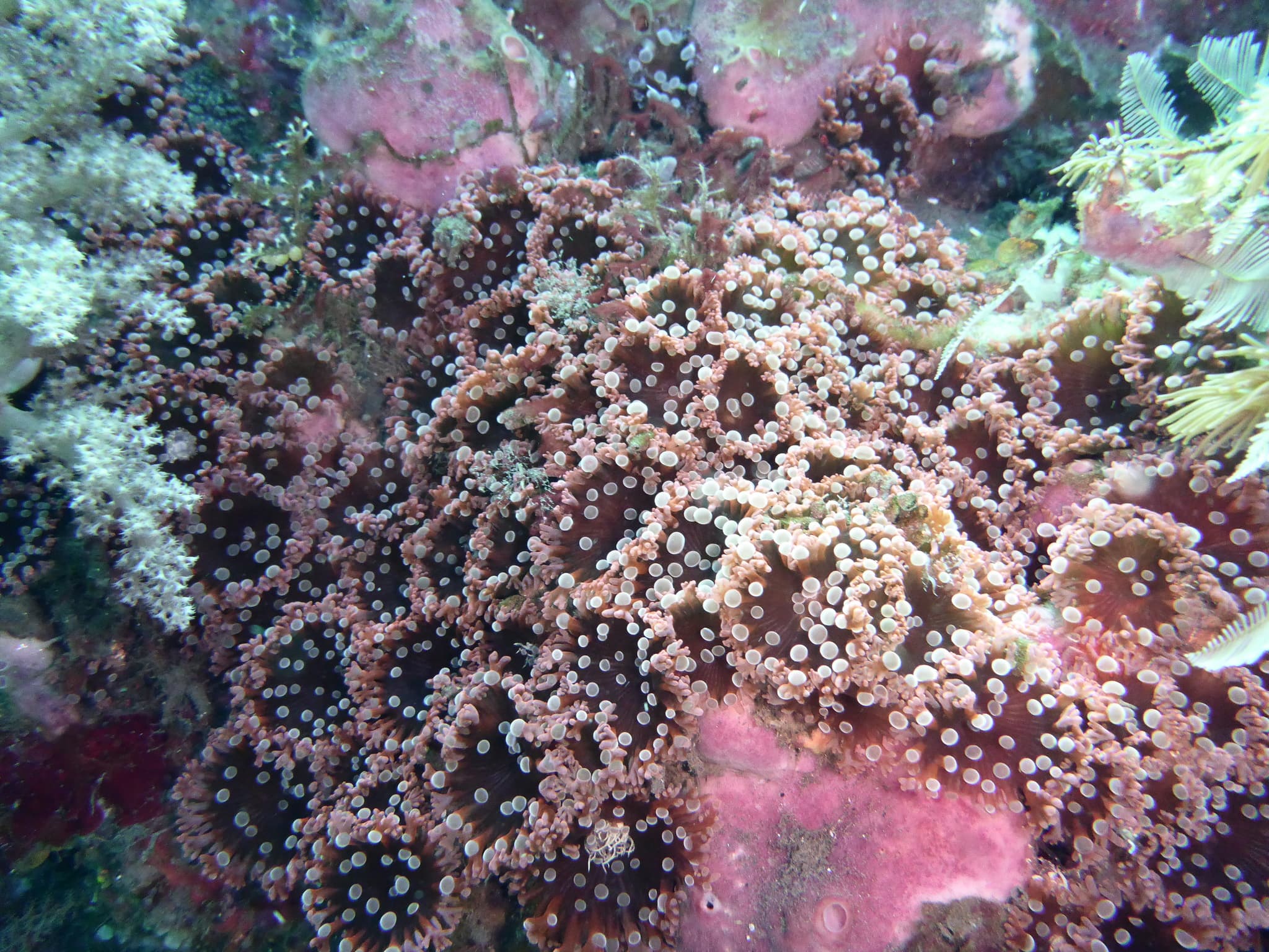 Prolific Anemones (Triactis producta), Sangeang Island, Indonesia