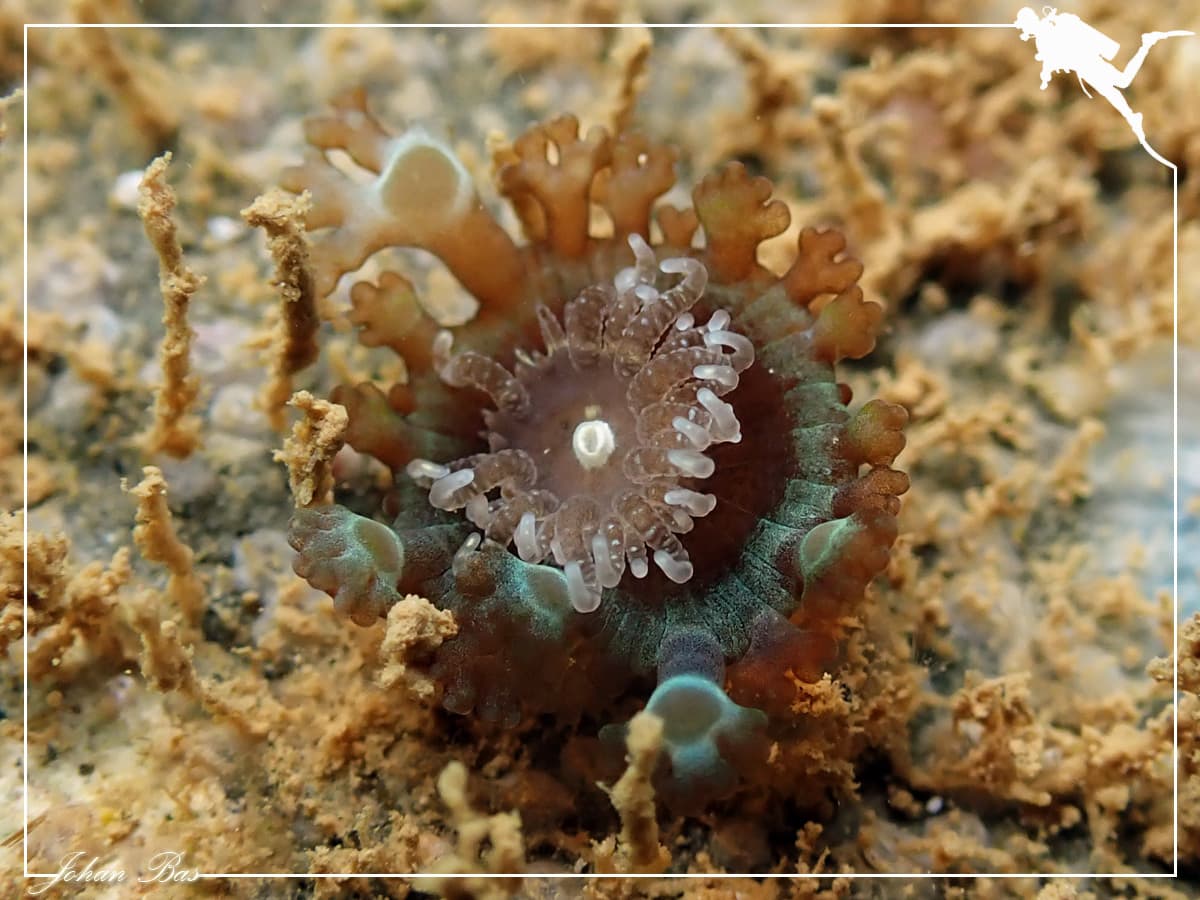 Prolific Anemone (Triactis producta), Nouméa, New Caledonia