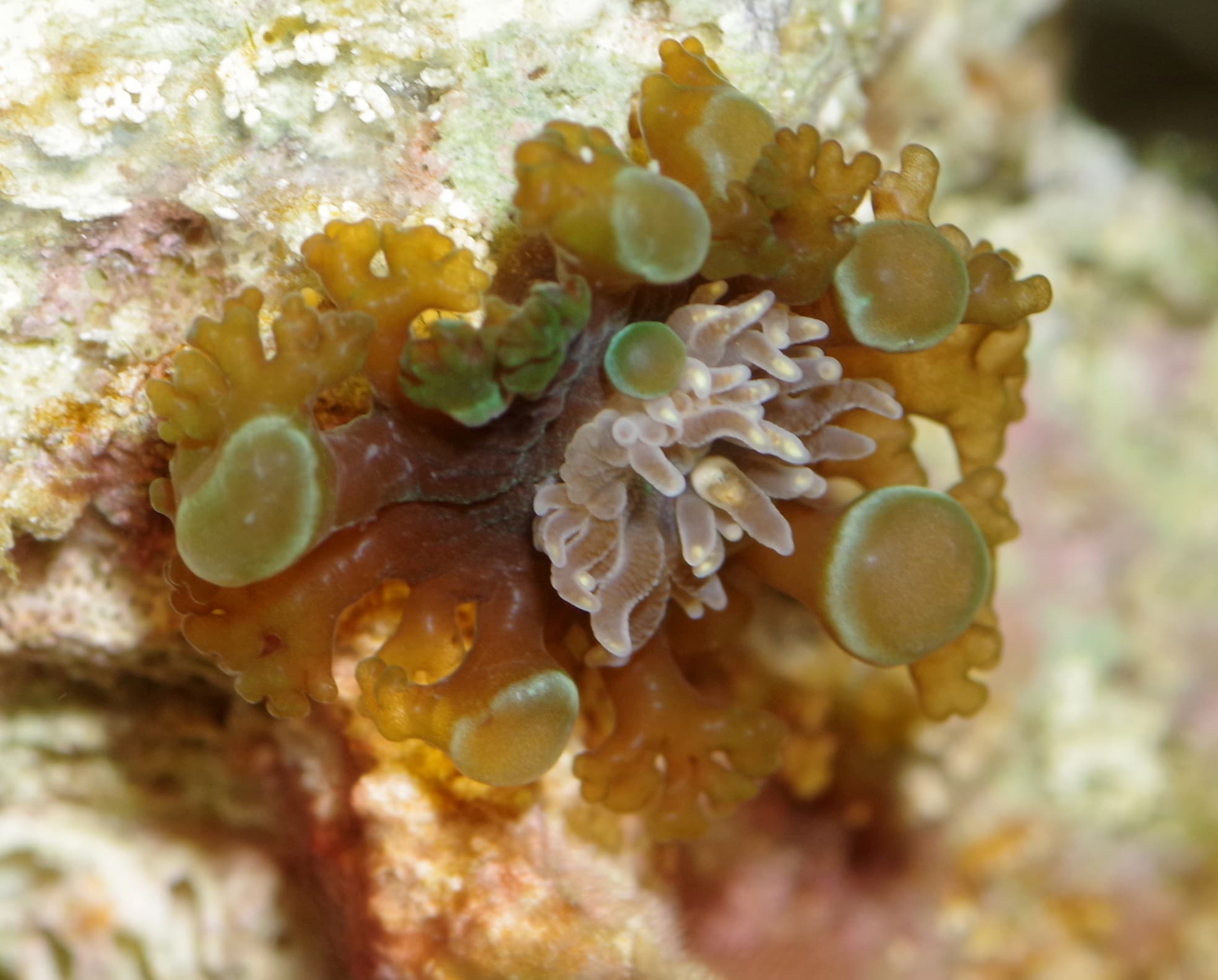 Prolific Anemone (Triactis producta), Ballito, South Africa