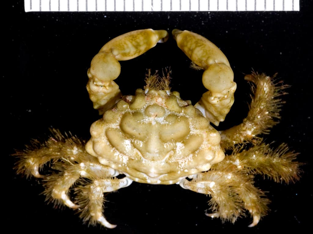 Nodose Clinging Crab (Mithraculus coryphe), Florida, US