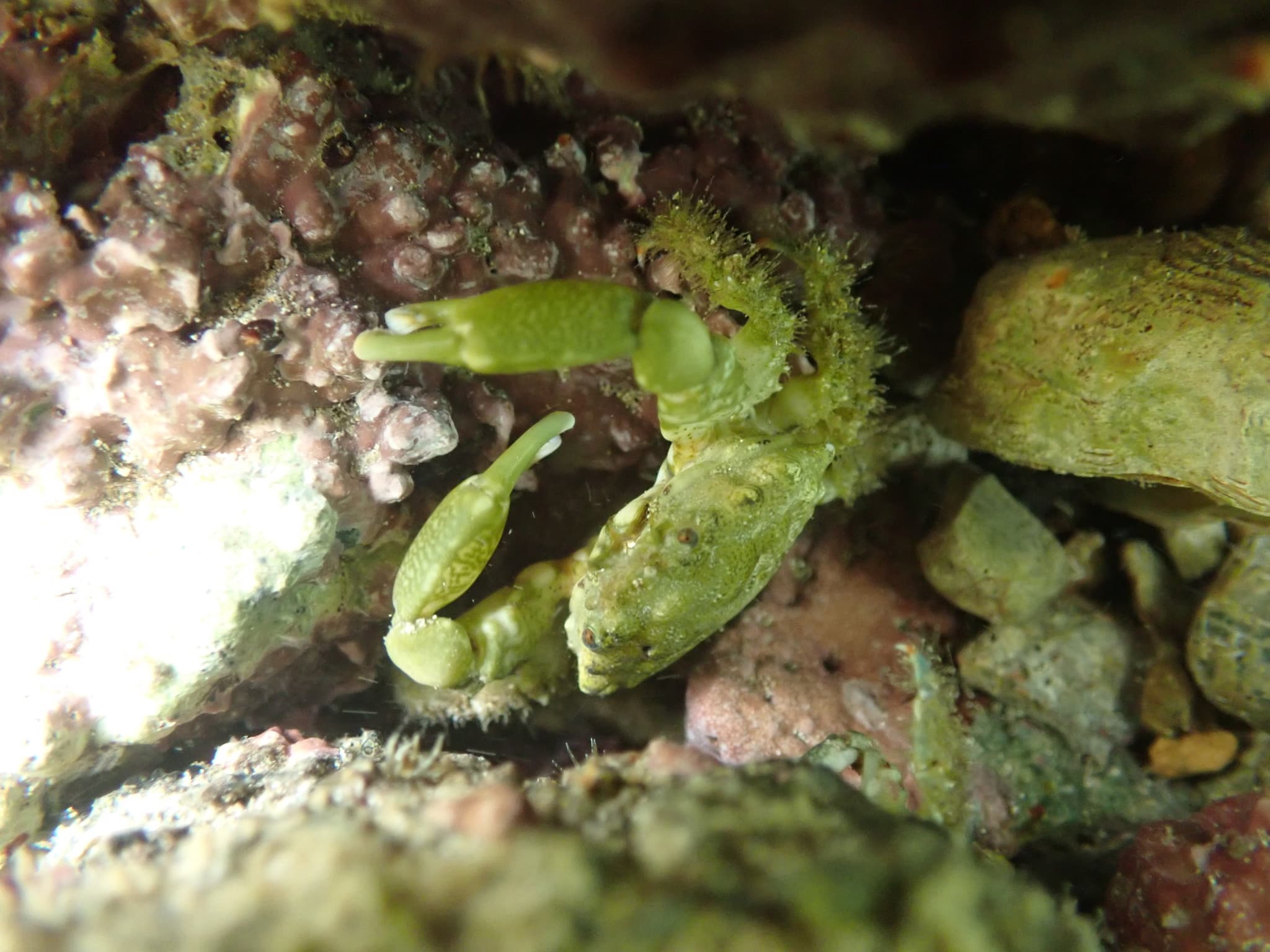 Nodose Clinging Crab (Mithraculus coryphe), Port of Spain, Trinidad and Tobago