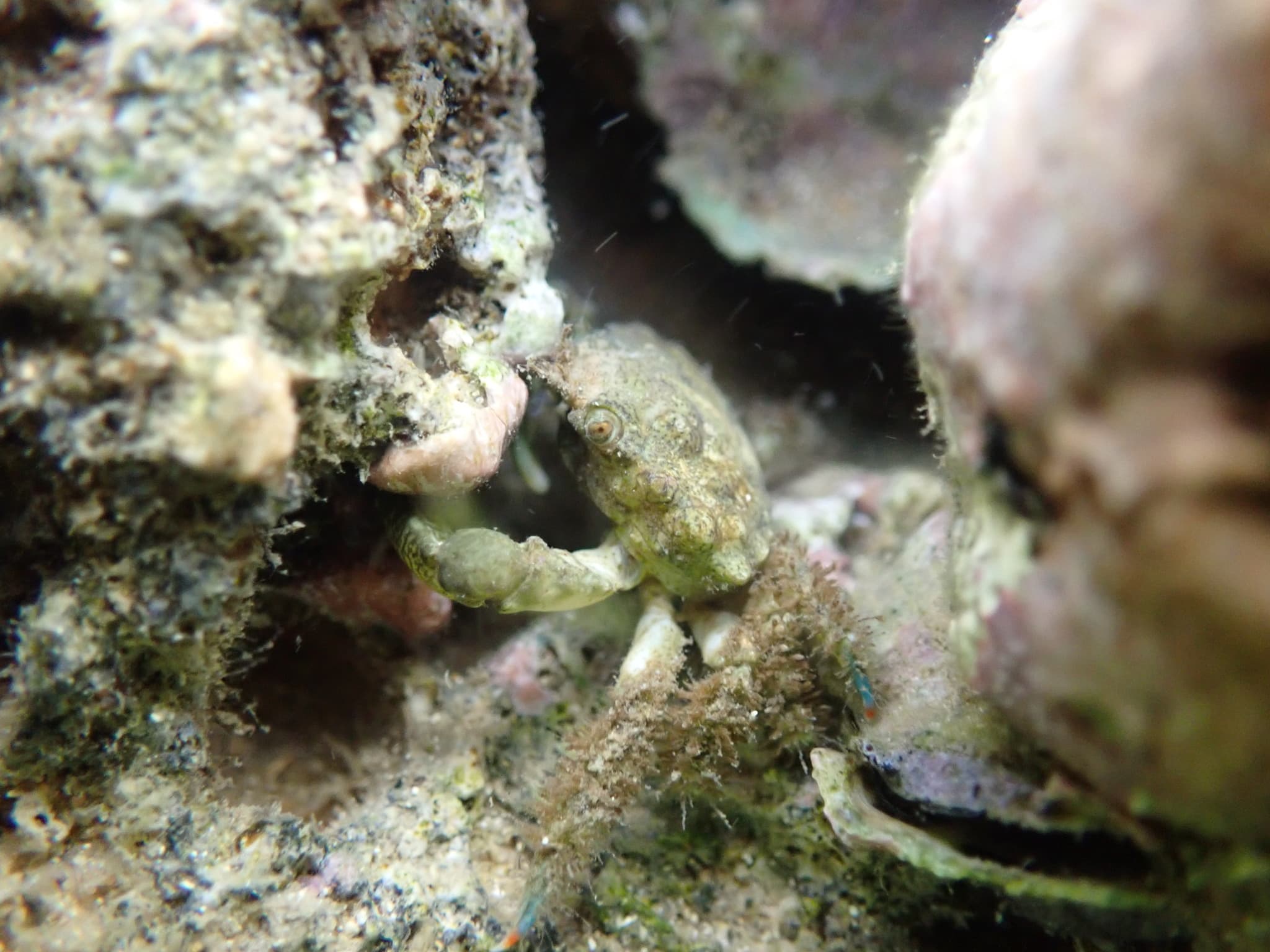 Nodose Clinging Crab (Mithraculus coryphe), Port of Spain, Trinidad and Tobago