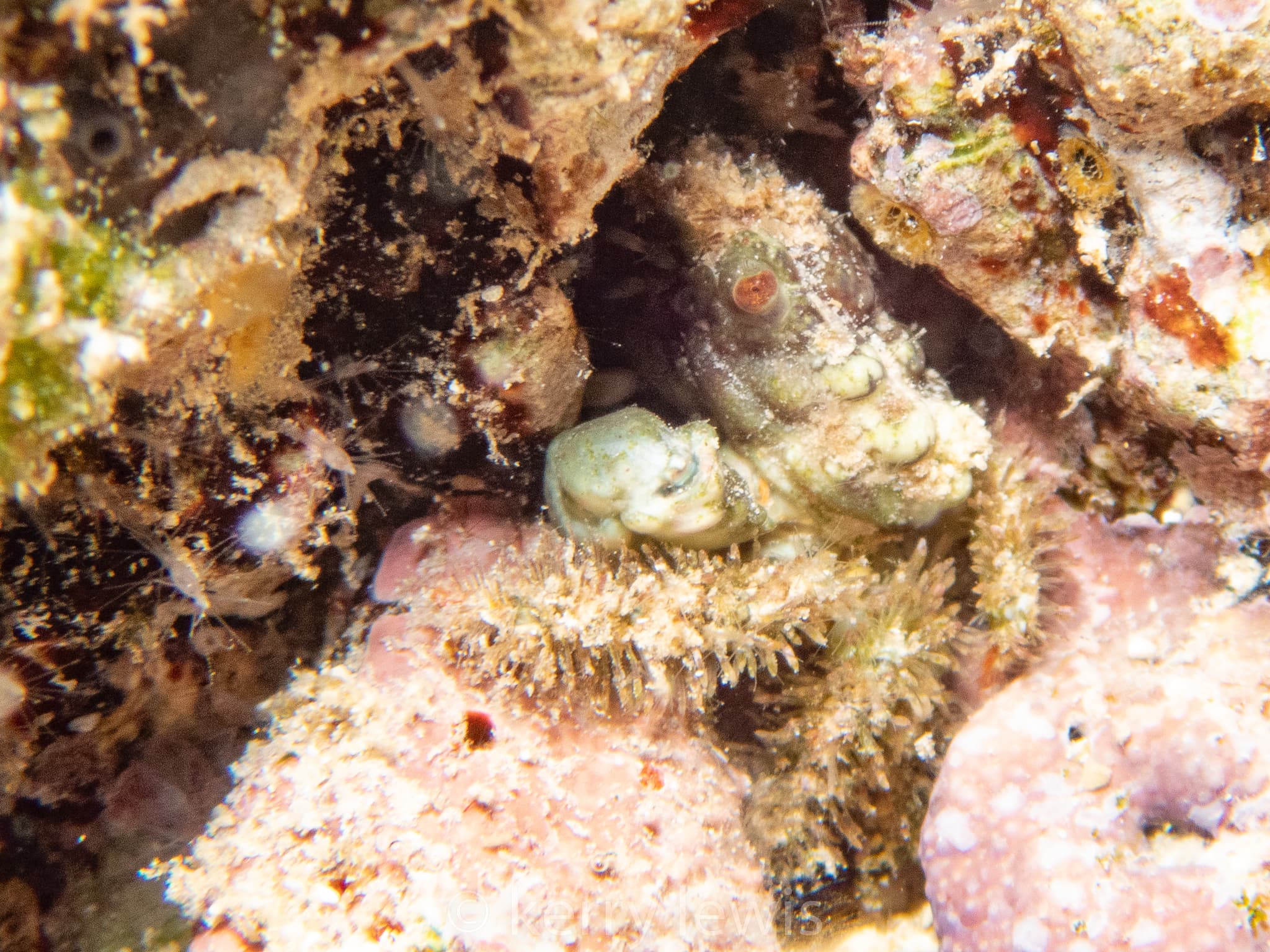 Nodose Clinging Crab (Mithraculus coryphe), George Town, Cayman Islands