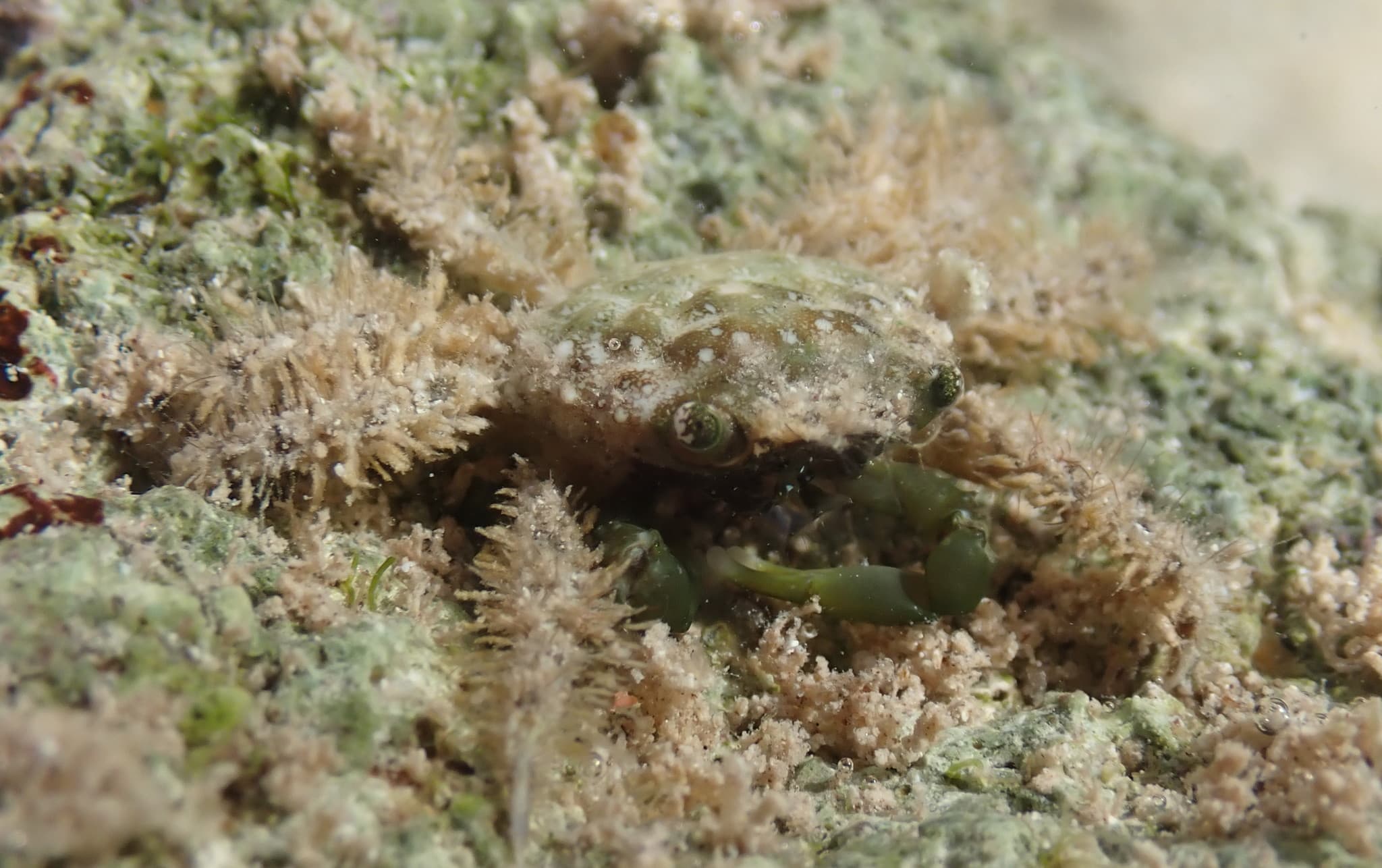 Emerald Crab (Mithraculus sculptus), Monroe County, Florida, USA