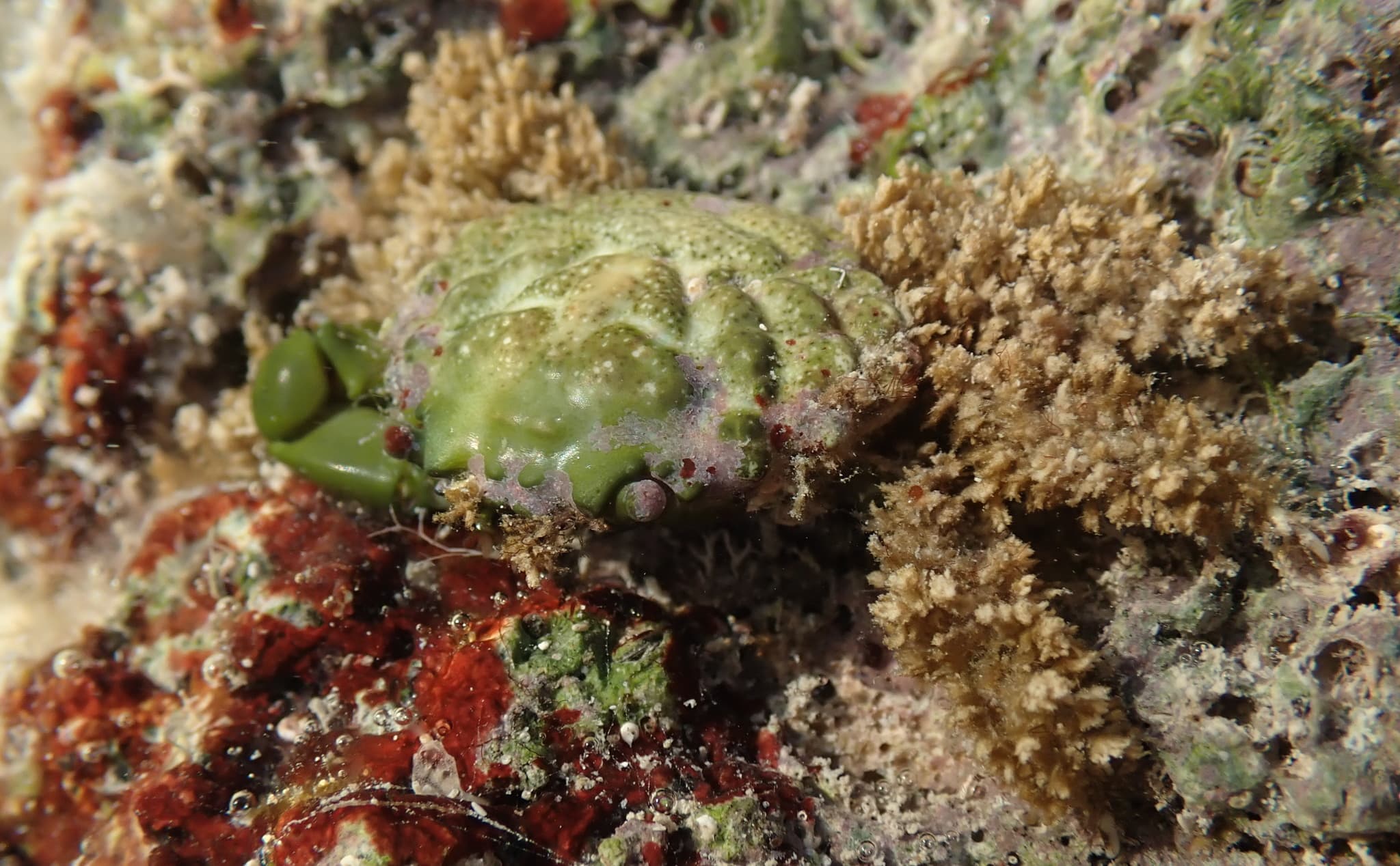 Emerald Crab (Mithraculus sculptus), Monroe County, Florida, USA