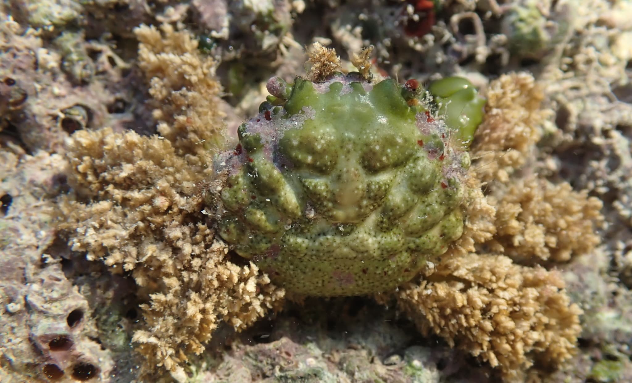 Emerald Crab (Mithraculus sculptus), Monroe County, Florida, USA