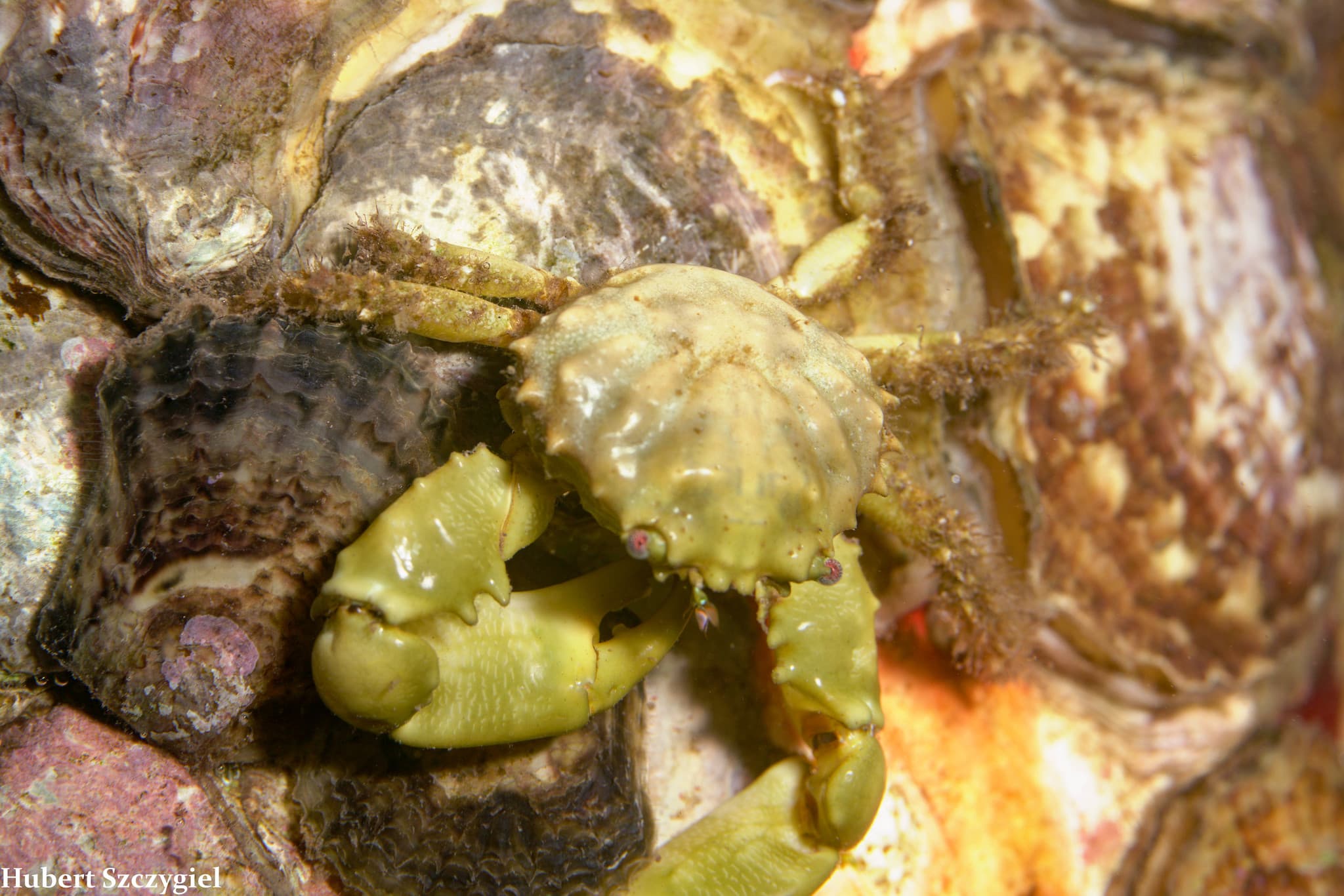 Emerald Crab (Mithraculus sculptus), Bocas del Toro, Panama