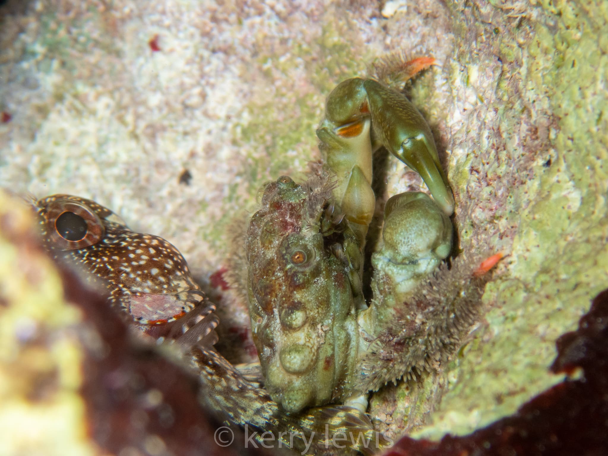 Emerald Crab (Mithraculus sculptus), George Town, Cayman Islands