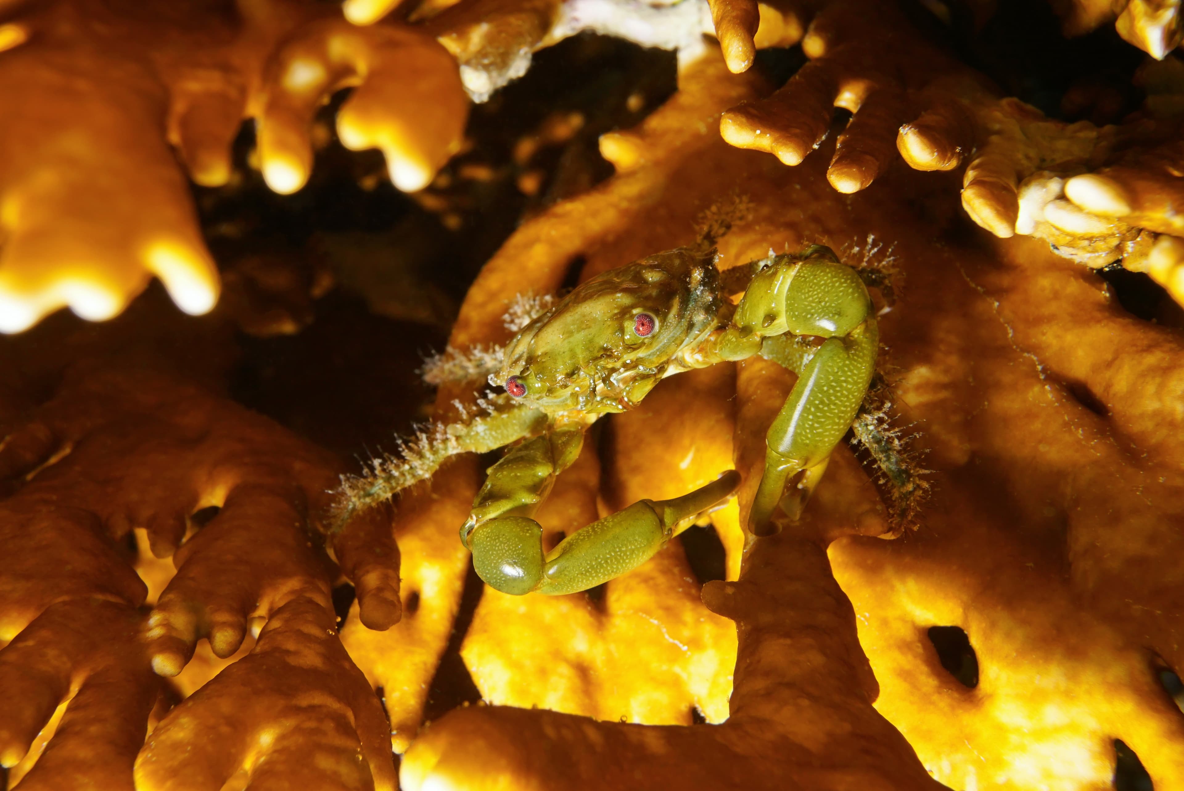 Emerald Crab (Mithraculus sculptus)