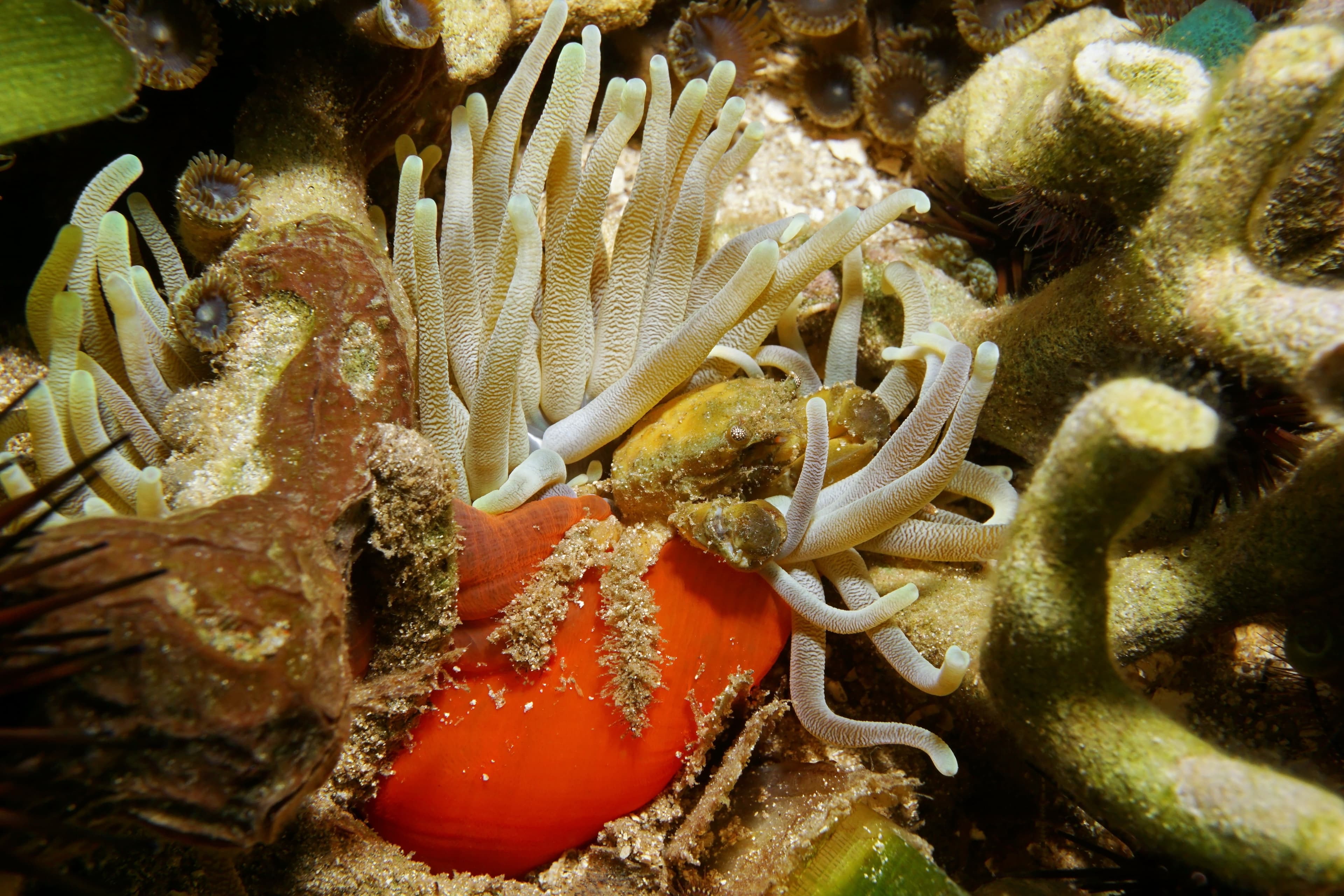 Emerald Crab (Mithraculus sculptus) on giant anemone