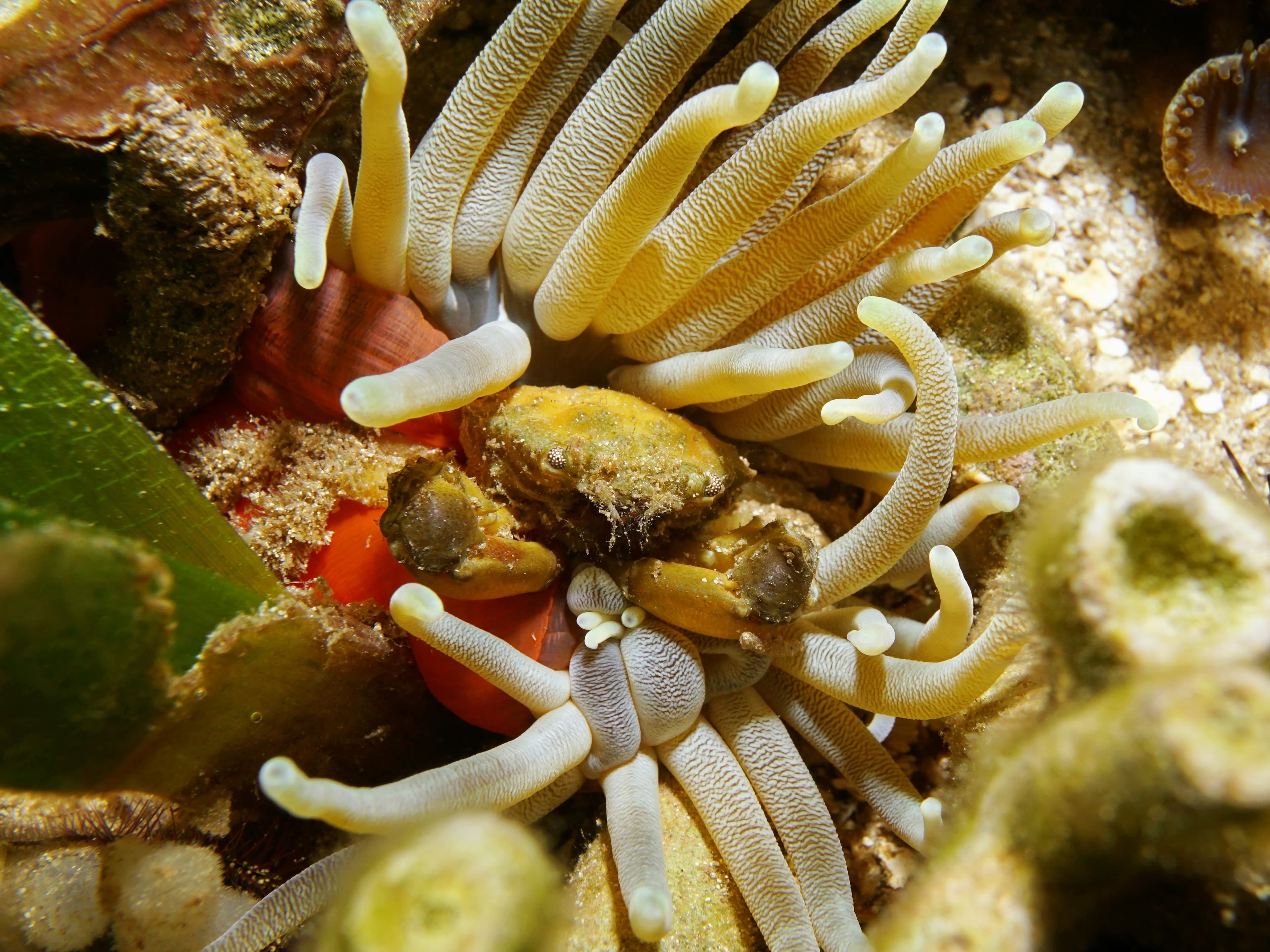 Emerald Crab (Mithraculus sculptus) in a giant anemone