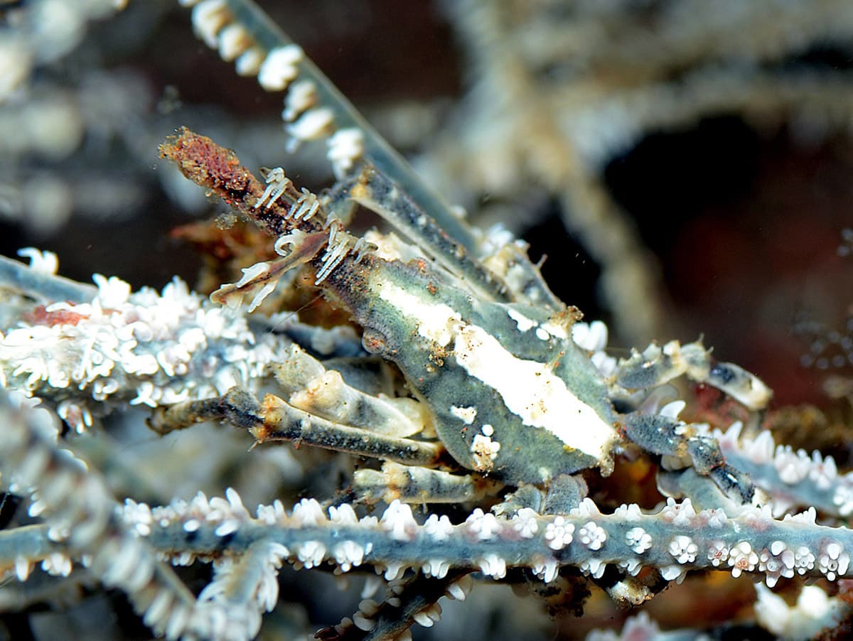 Conical Spider Crab (Xenocarcinus conicus), Tulamben, Bali, Indonesia