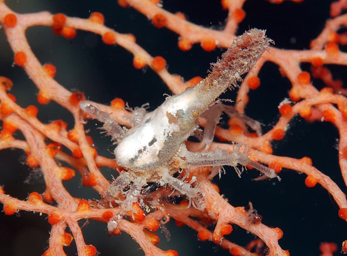 Conical Spider Crab (Xenocarcinus conicus), Kwajalein Atoll, Marshall Islands