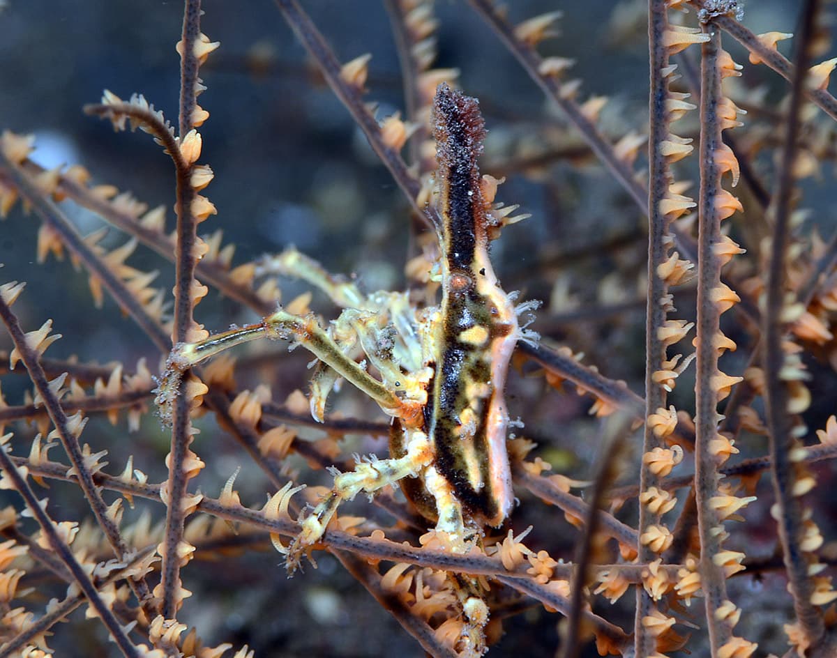 Conical Spider Crab (Xenocarcinus conicus), Tulamben, Bali, Indonesia