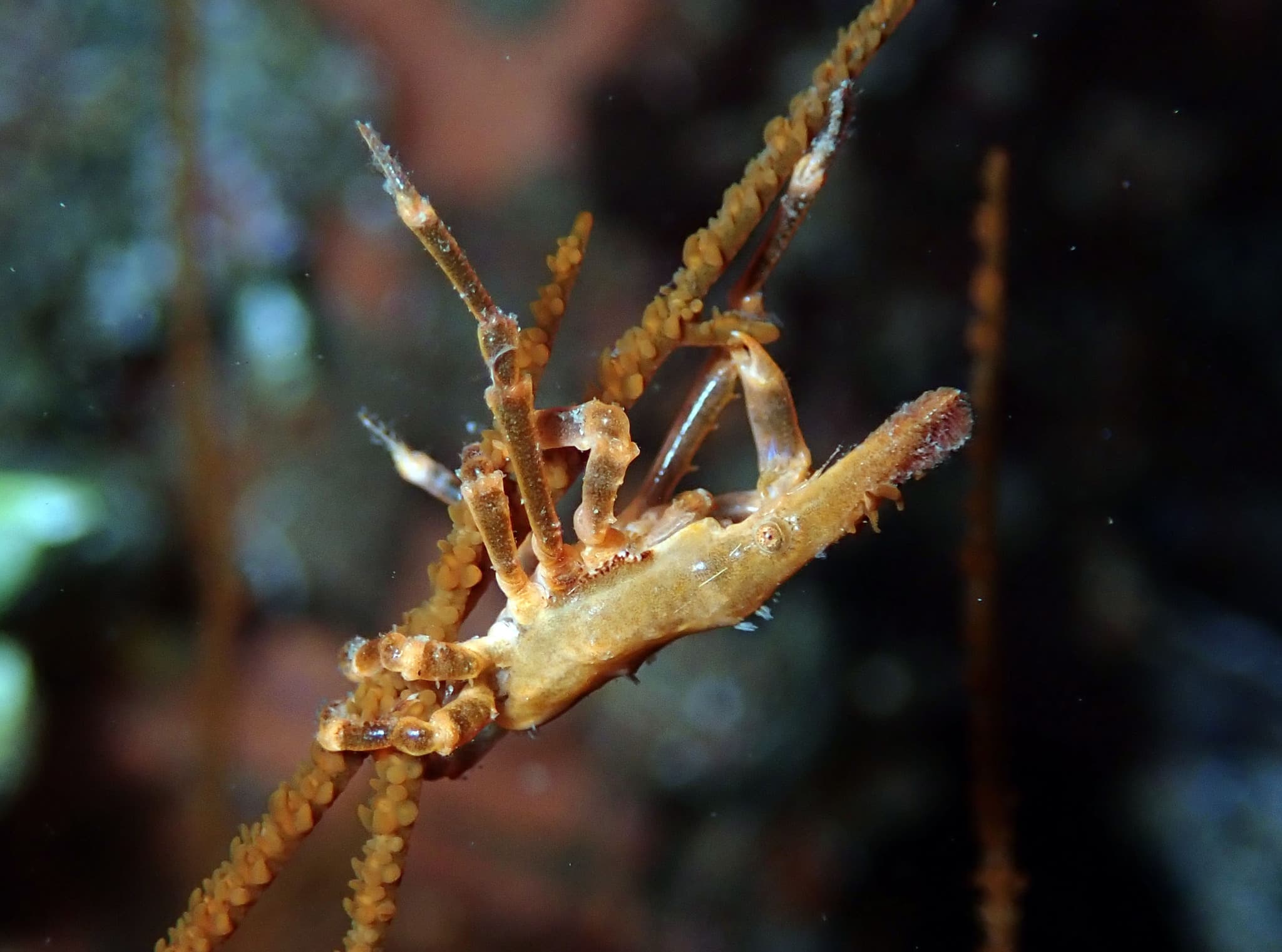 Conical Spider Crab (Xenocarcinus conicus), Zamboanguita, Philippines