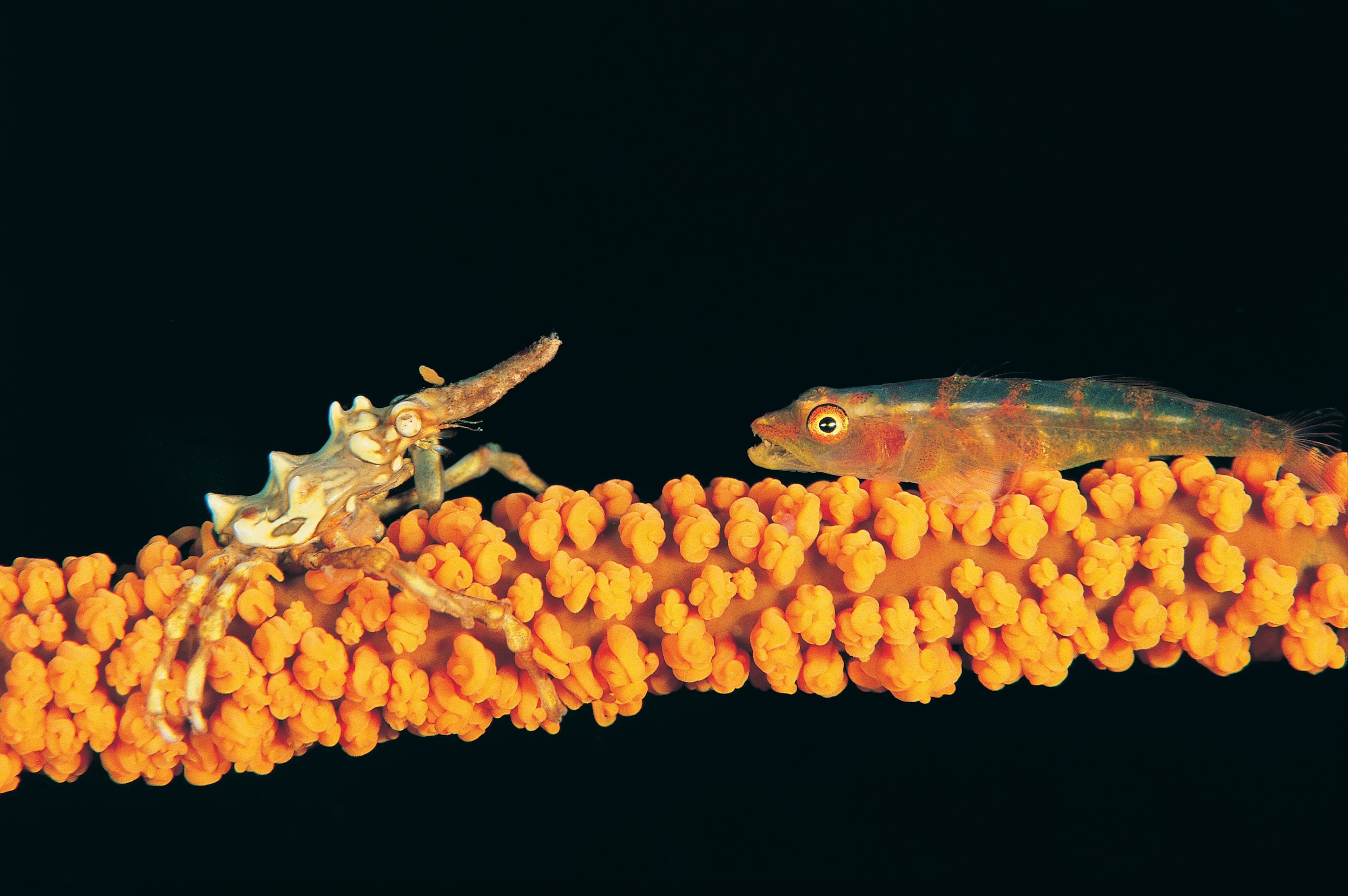 Conical Spider Crab (Xenocarcinus conicus) and coral goby on a whip coral, Sulawesi, Indonesia