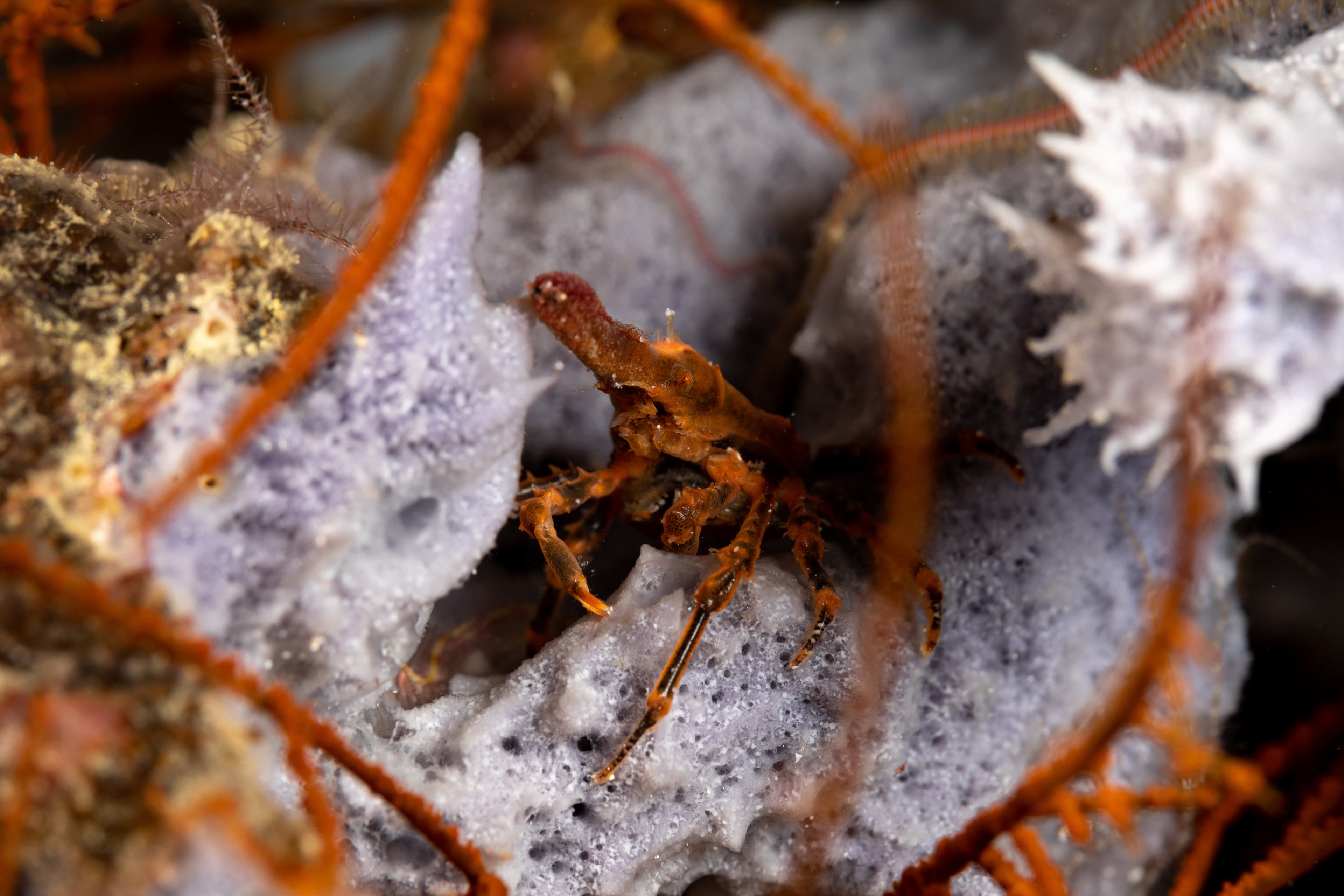 Conical Spider Crab (Xenocarcinus conicus)