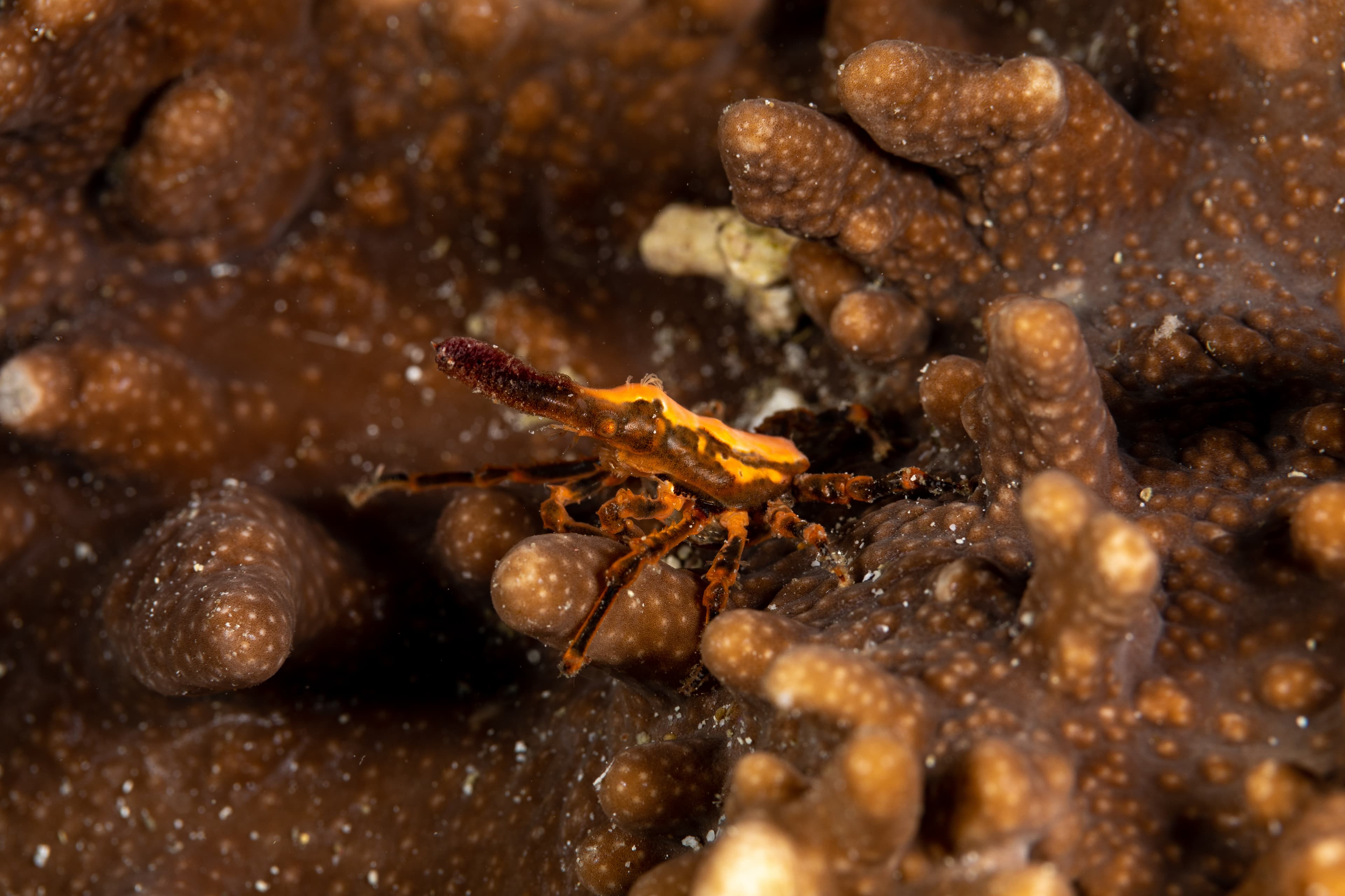 Conical Spider Crab (Xenocarcinus conicus)