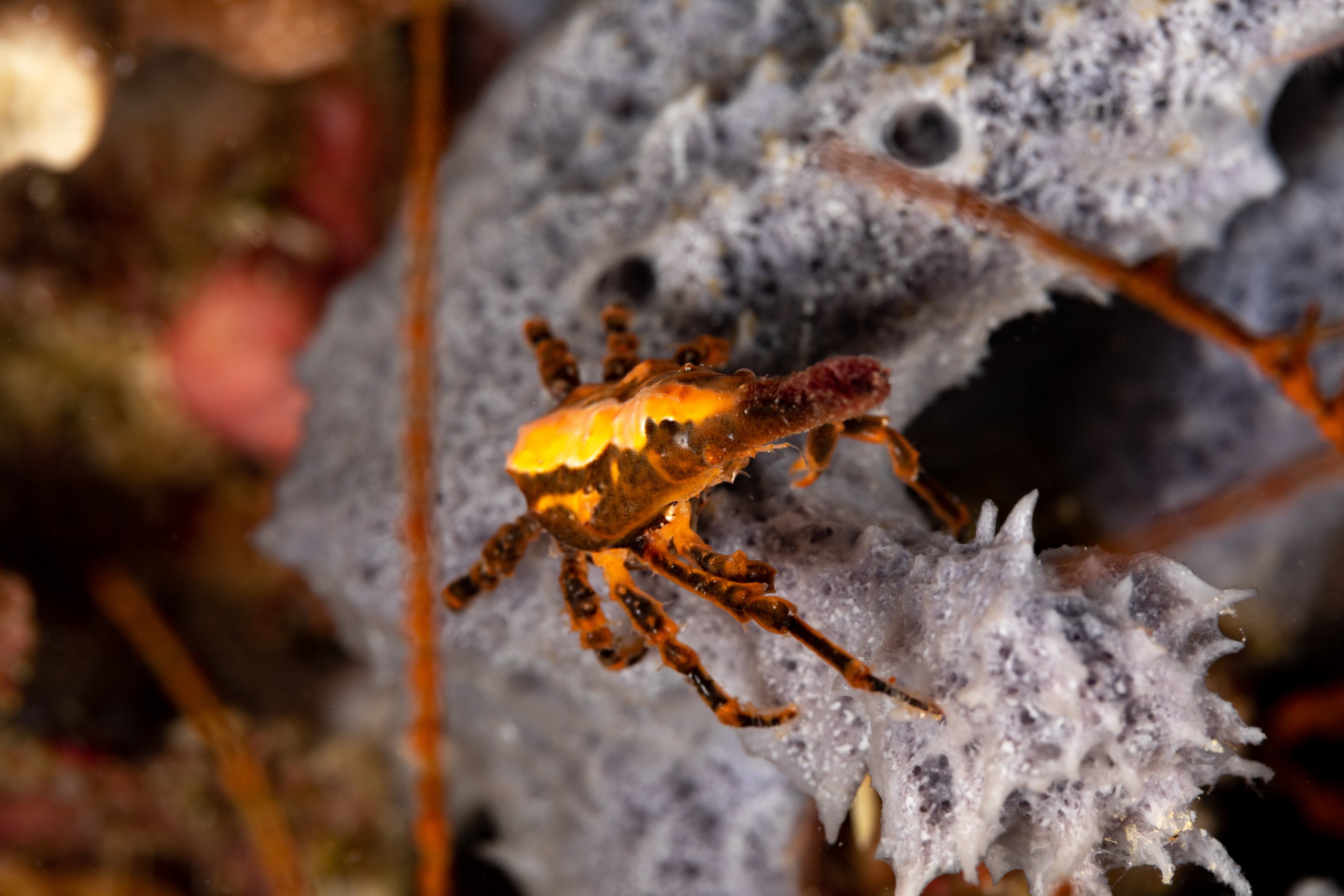 Conical Spider Crab (Xenocarcinus conicus)