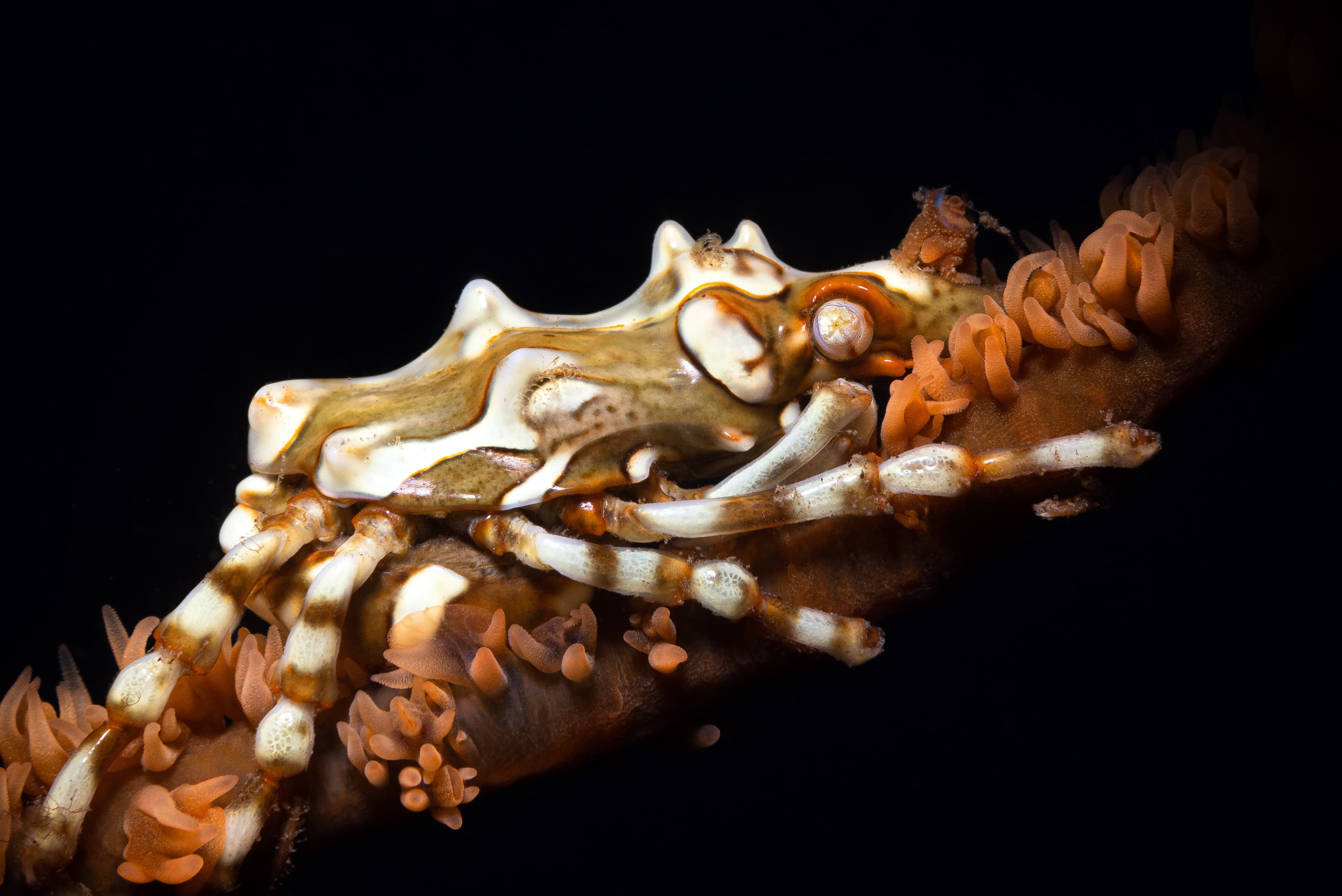 Wire Coral Crab (Xenocarcinus tuberculatus), Dauin, Philippines