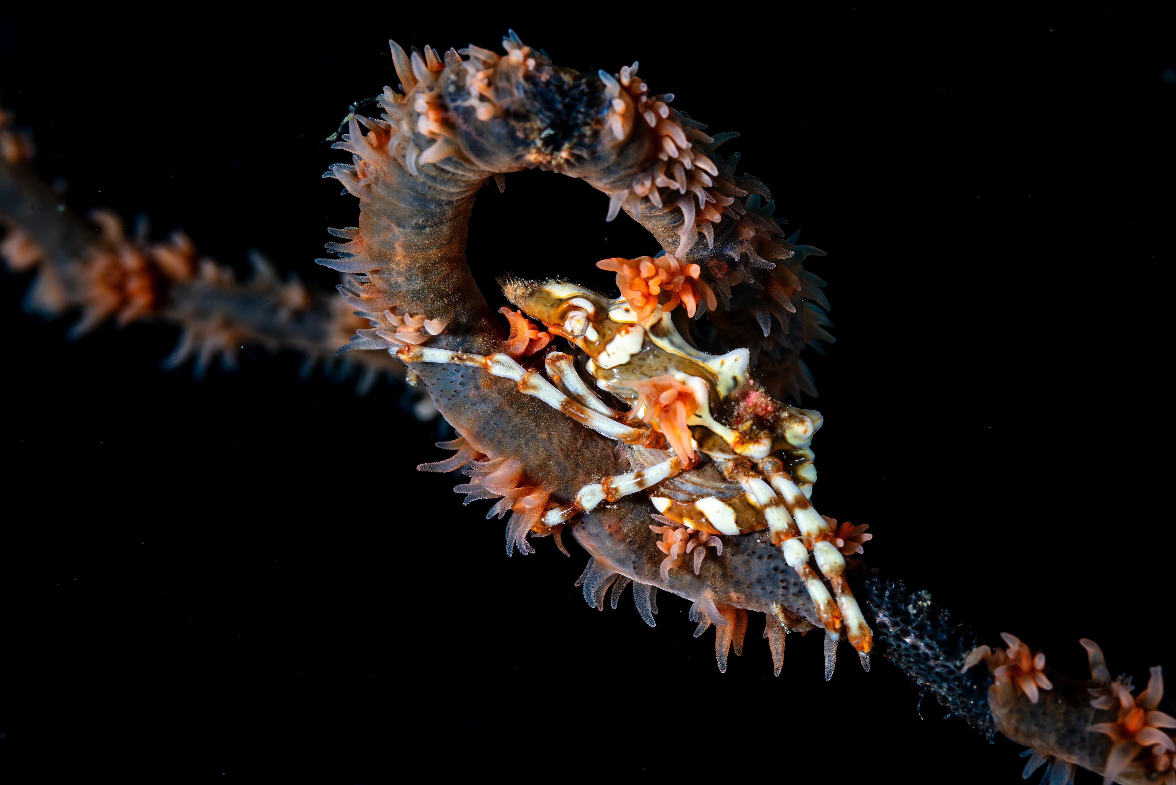 Wire Coral Crab (Xenocarcinus tuberculatus)