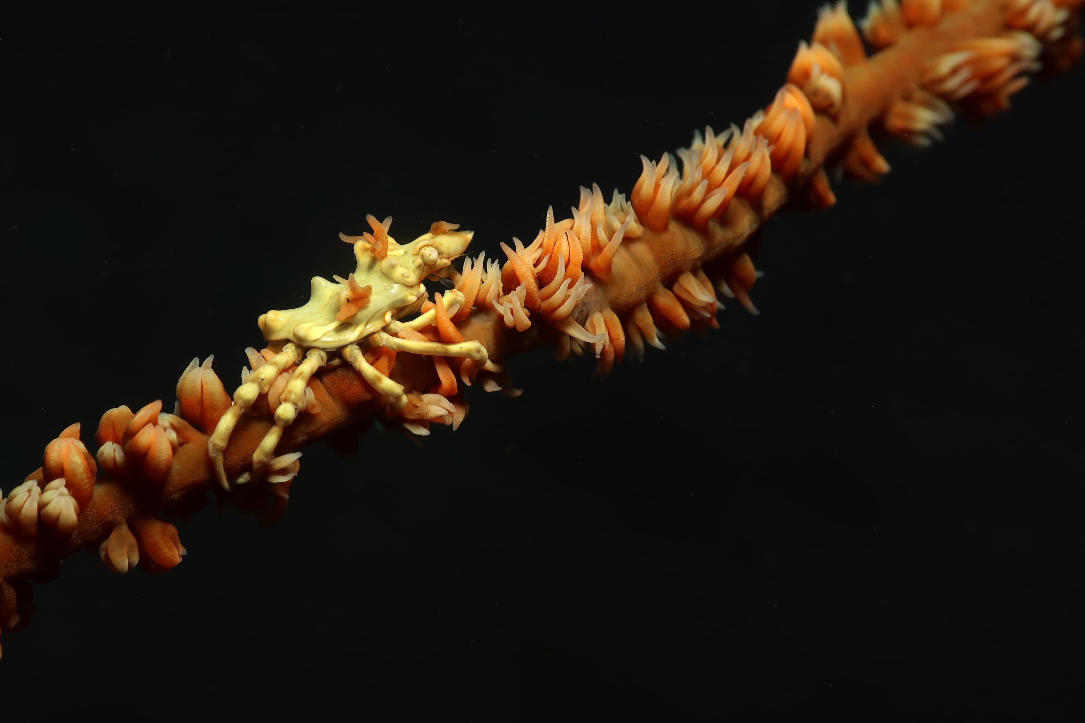 Wire Coral Crab (Xenocarcinus tuberculatus), Dauin, Philippines